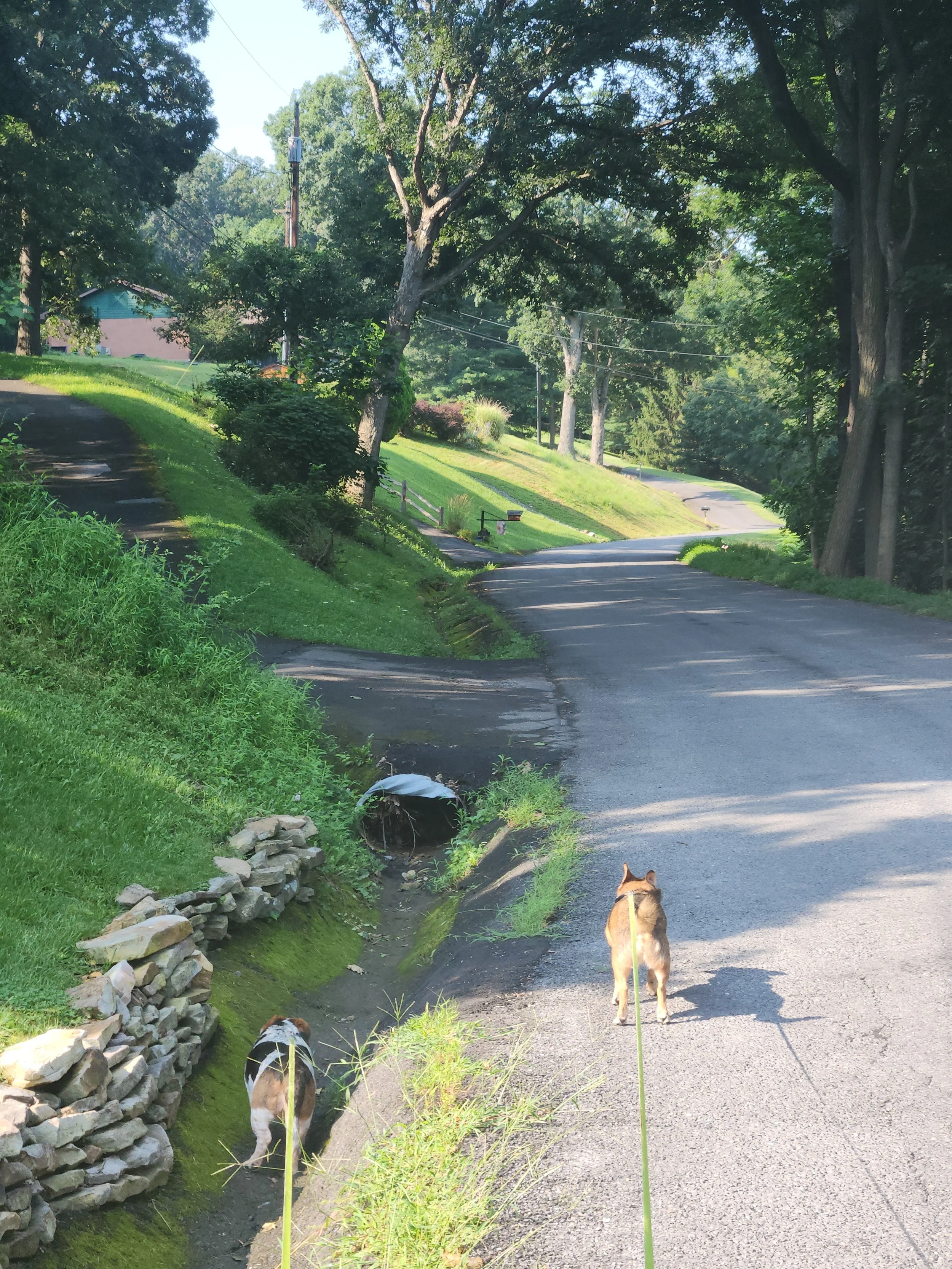 Two dogs walking on a paved residential street, with lush green grass, trees, and houses in the background.