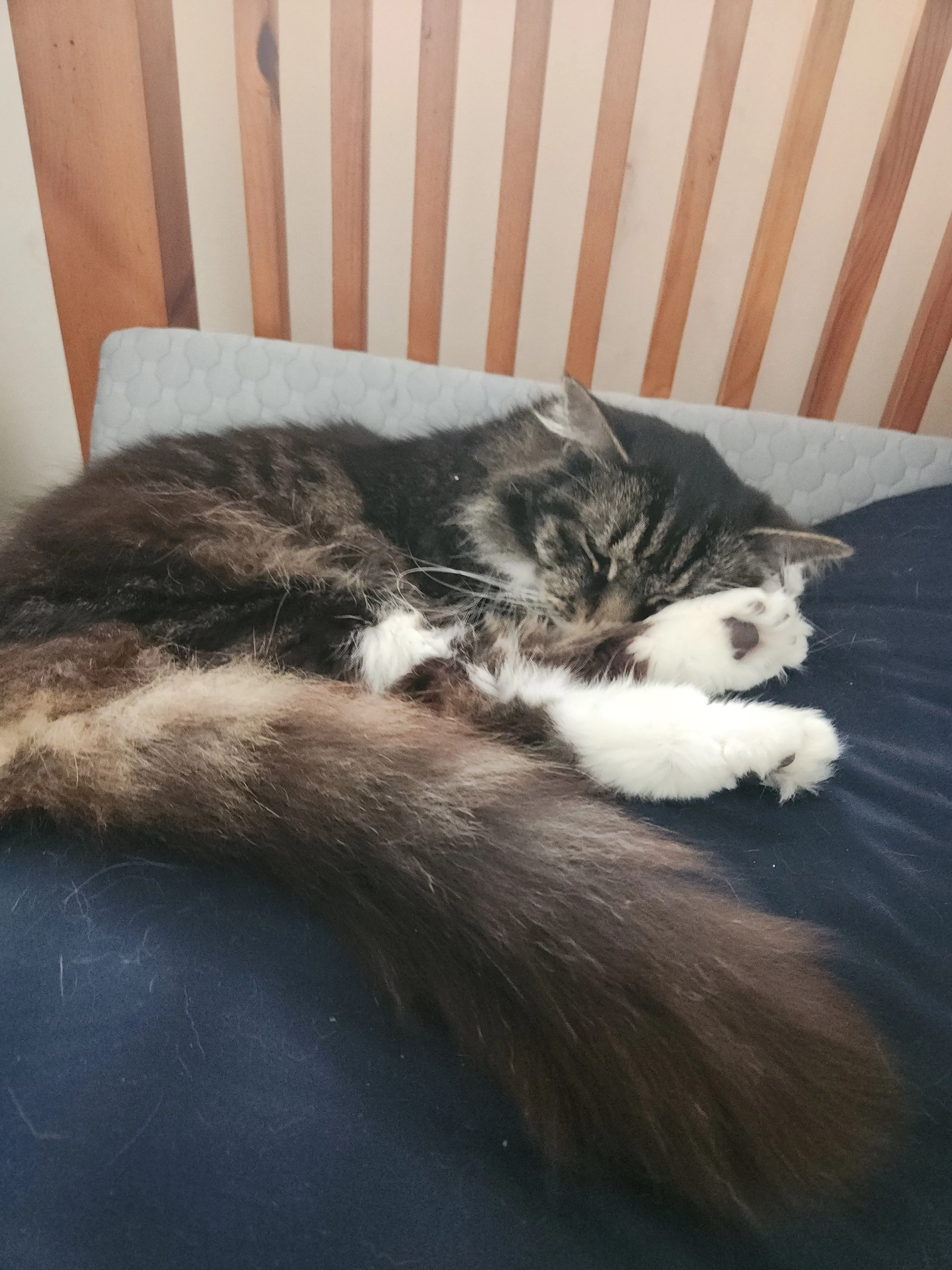 A tabby cat with white paws and chest sleeping curled up on a bed with a dark blue sheet, against a wooden headboard.