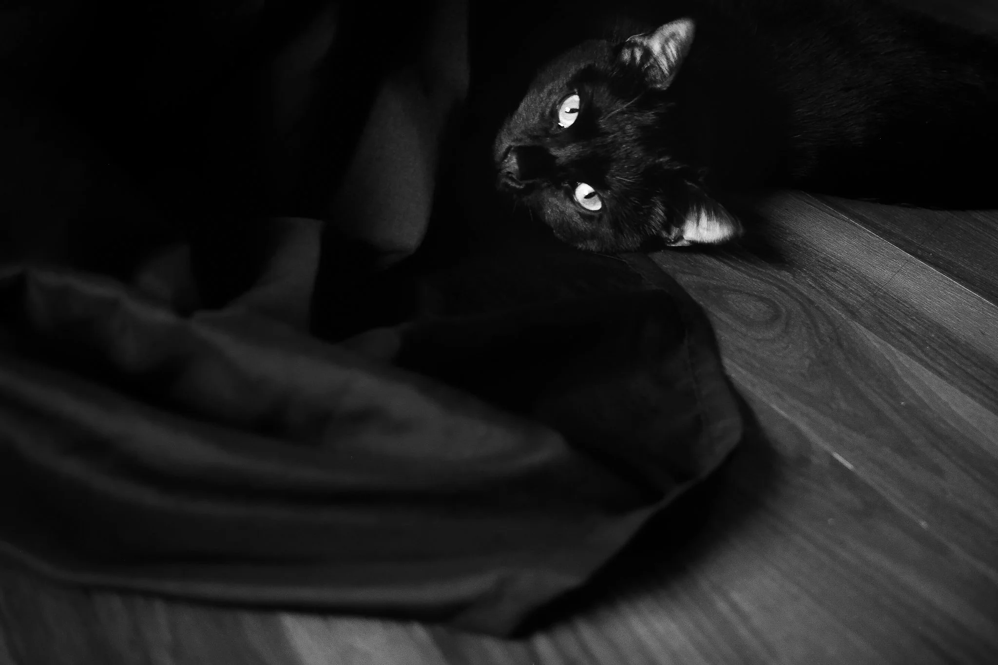 b&w.cat.1.2019.jpg