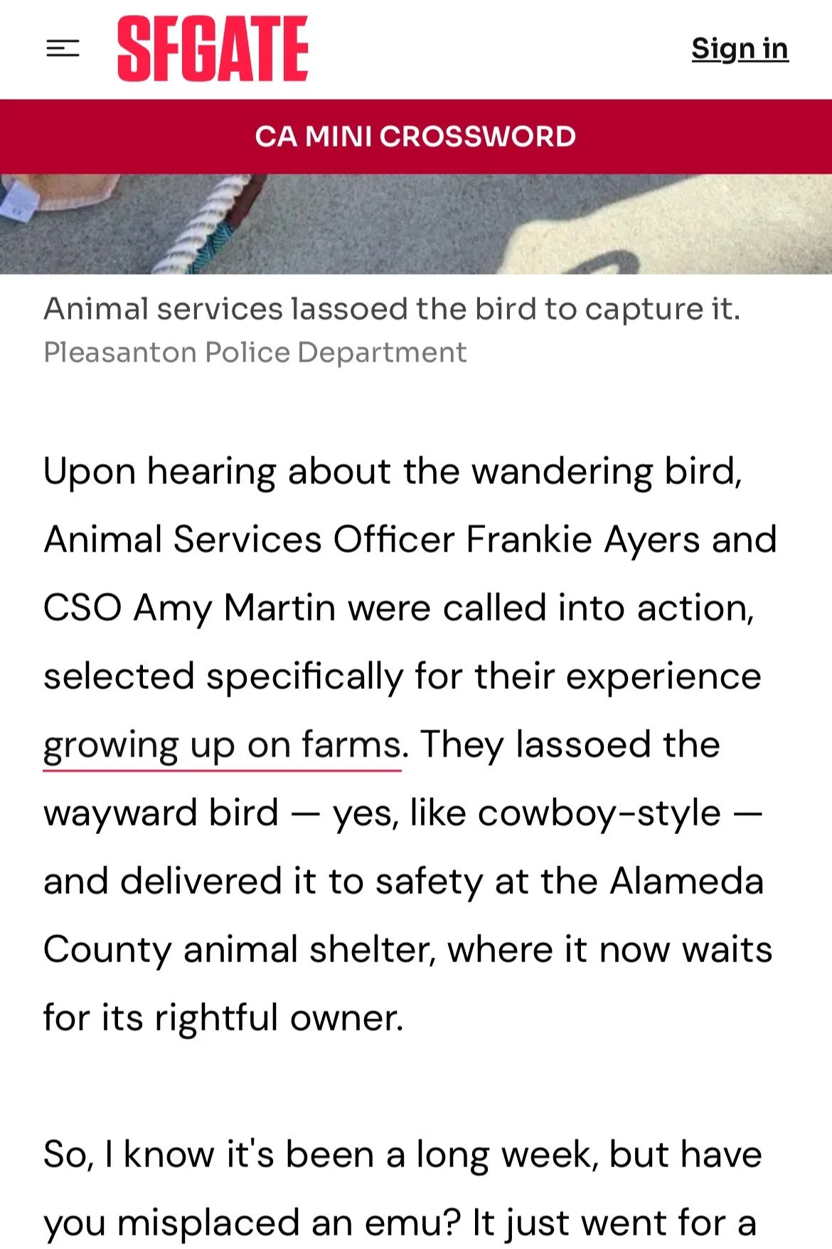 Screenshot of a webpage titled 'SFGATE' with a red banner that reads 'CA Mini Crossword.' The webpage includes an article about animal services lassoing a bird, with text mentioning animal services, a wandering bird, and a cowboy-style delivery to an animal shelter.