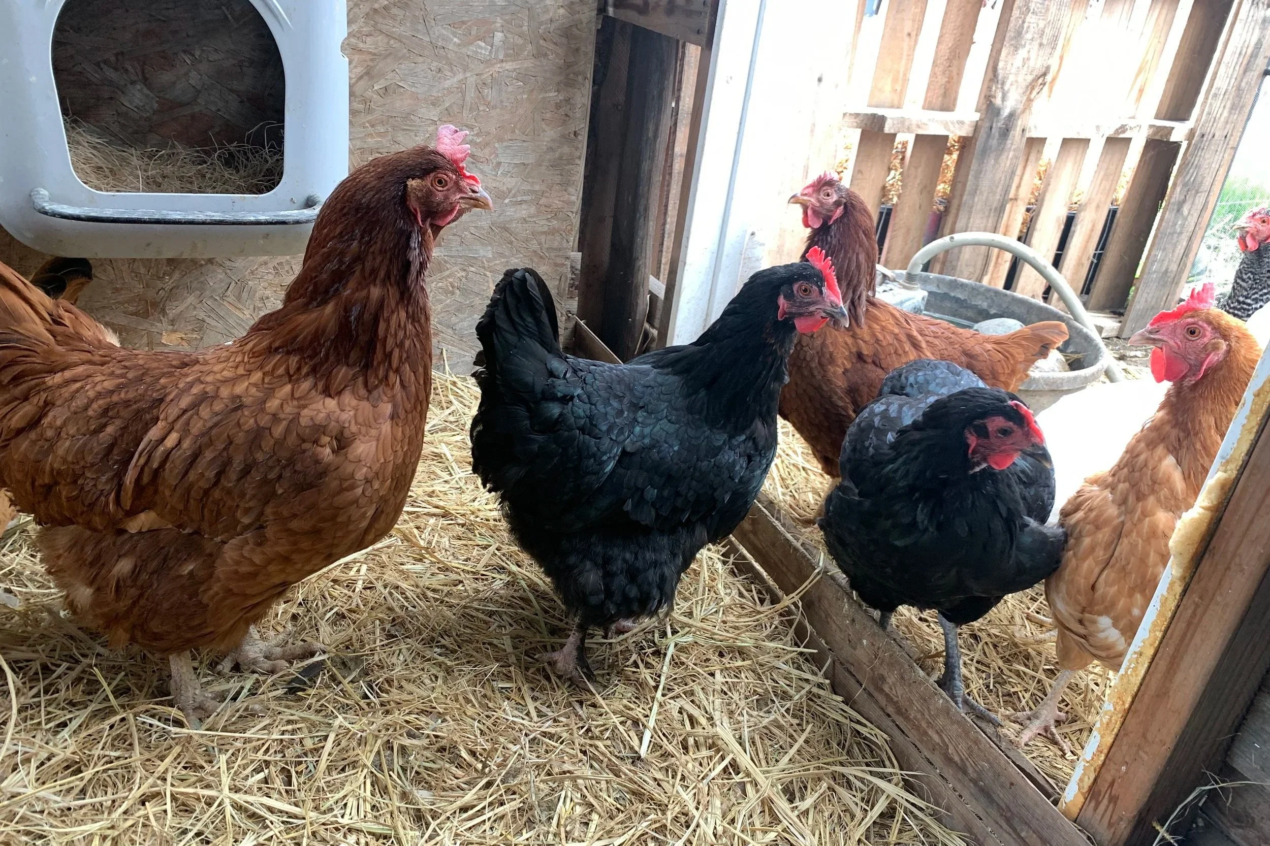 Six chickens inside a coop with straw bedding; three brown, two black, and one with speckled black and white feathers.