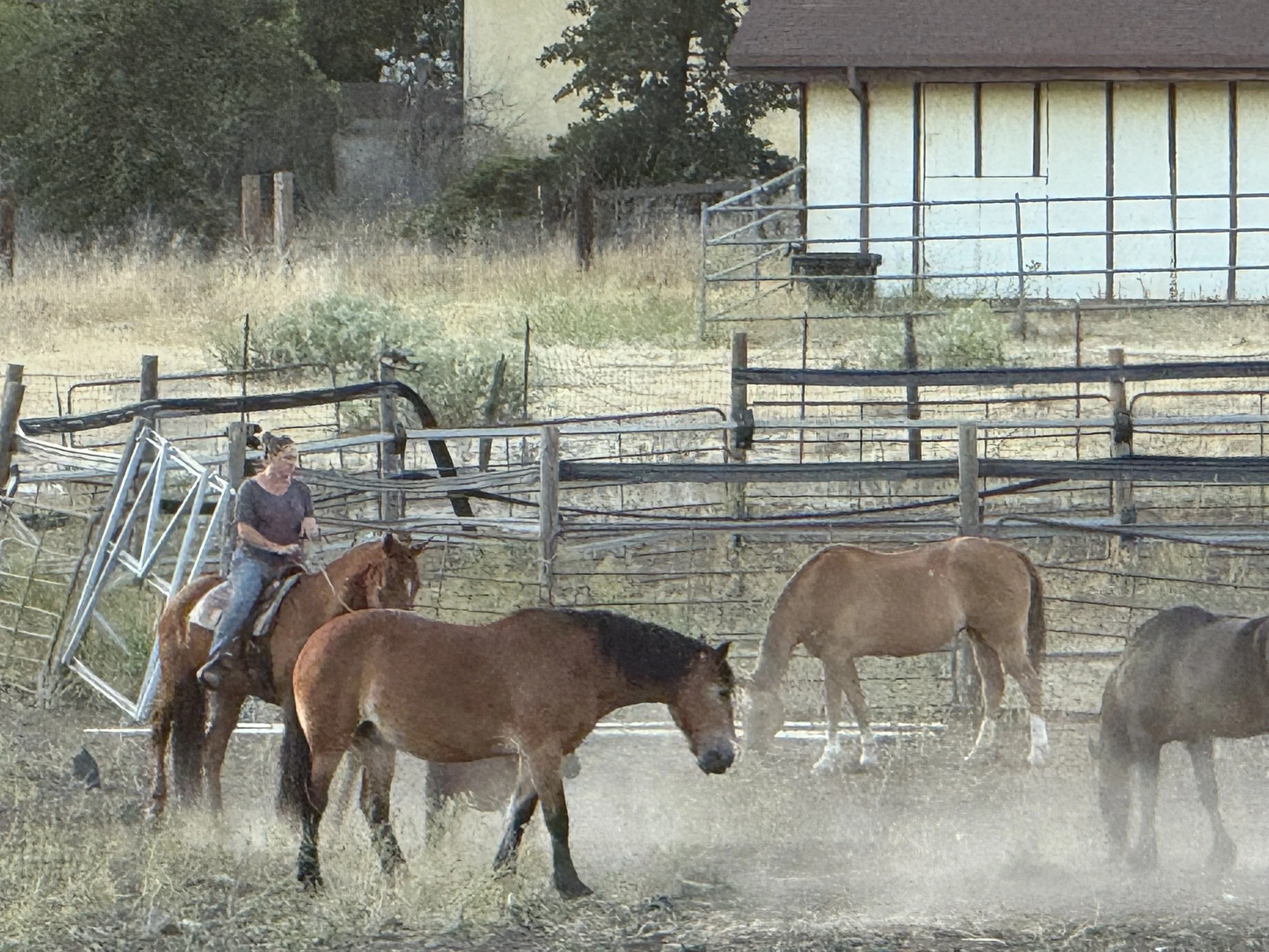 A person riding a horse in a dusty rural area with several other horses nearby, fenced pastures, and a building in the background.