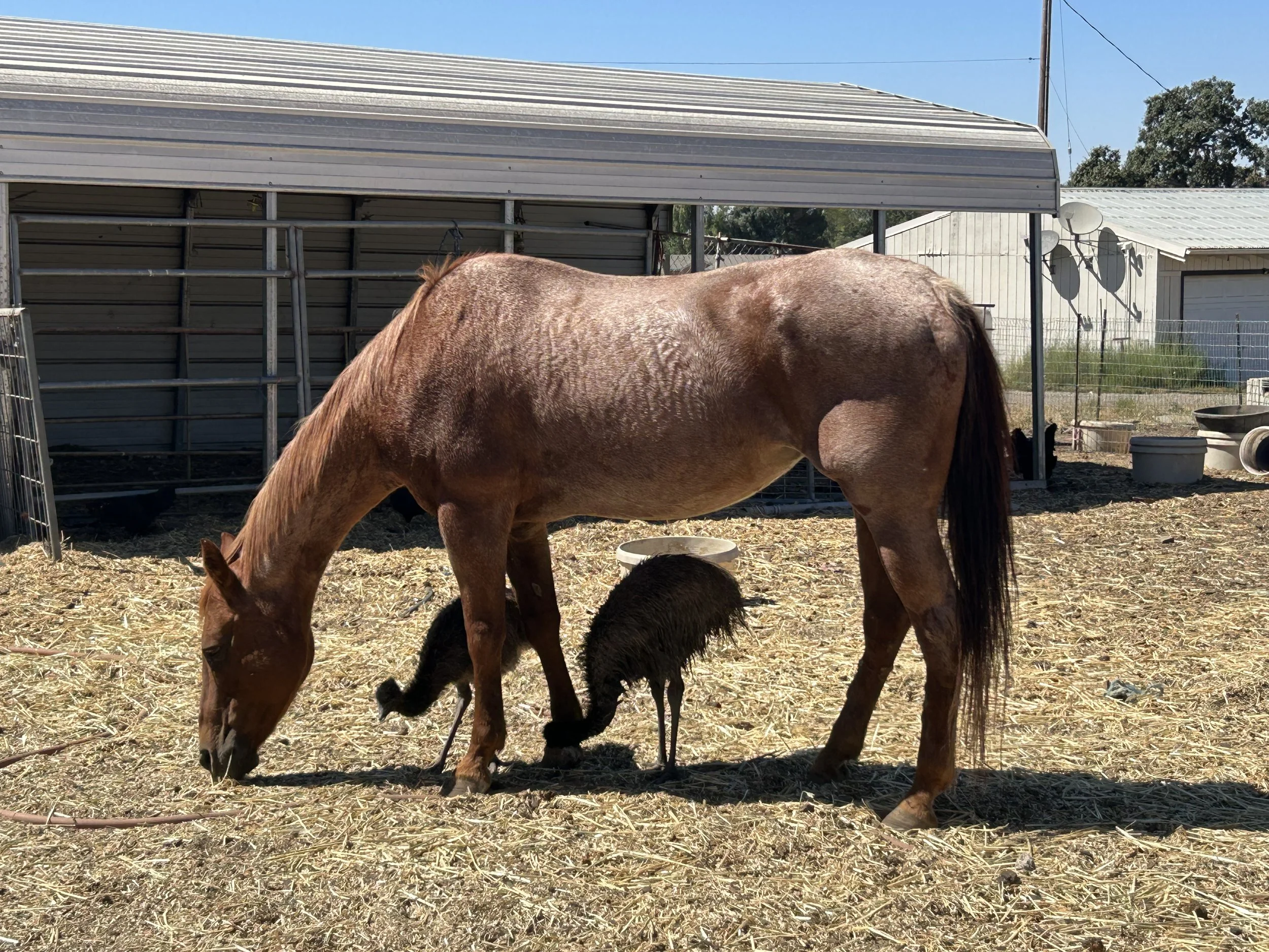 A brown horse and two black ostriches in a fenced outdoor enclosure, with a shed and buildings in the background, under a clear blue sky.