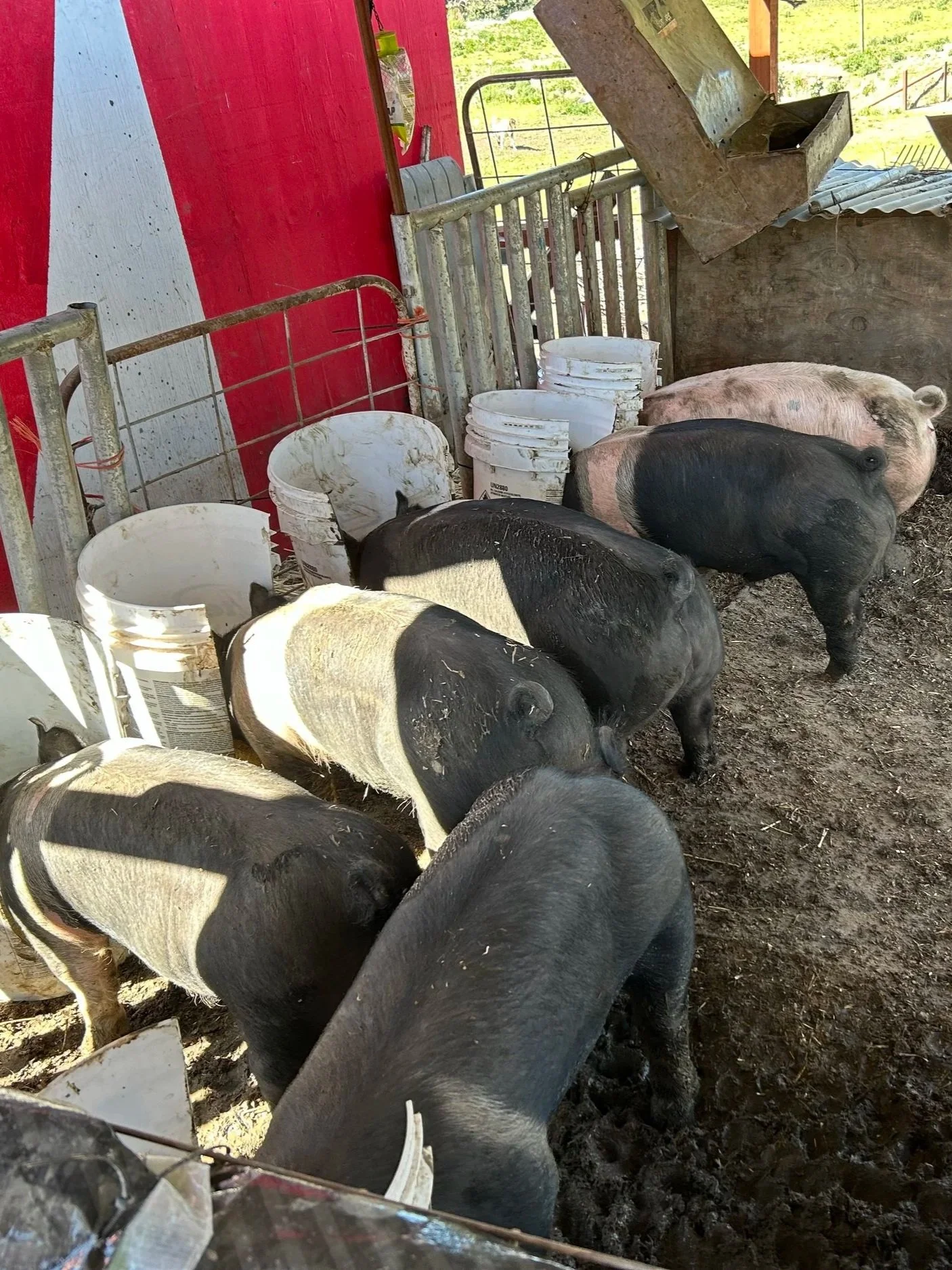 Five piglets in a pigpen, with buckets and a feeding trough nearby, on a farm with sunlight and green landscape outside.
