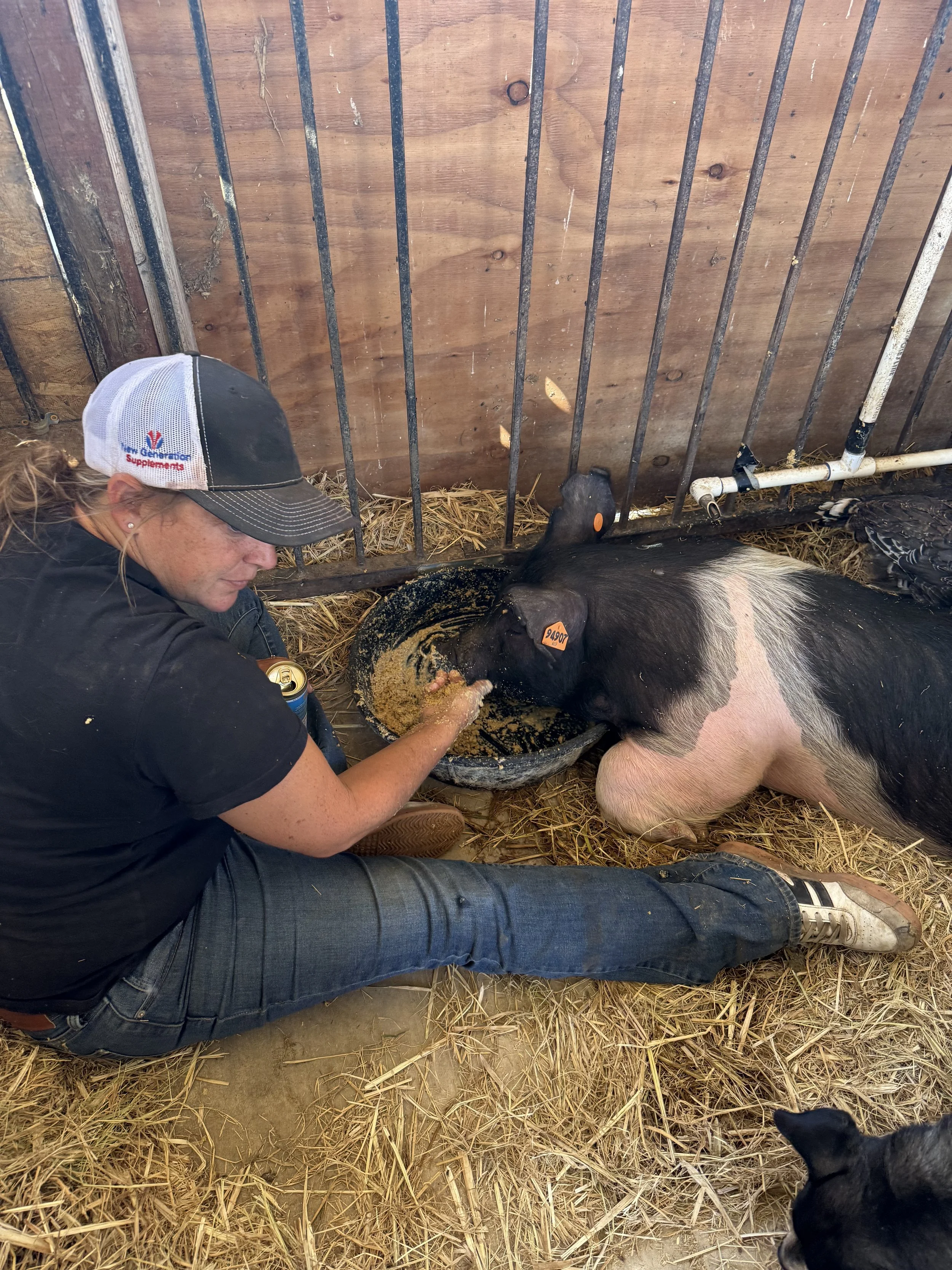 A woman in a black shirt, hat, and jeans is sitting on straw inside a barn, feeding a pig lying on the straw floor. The pig has a black and pink color pattern and ear tags.