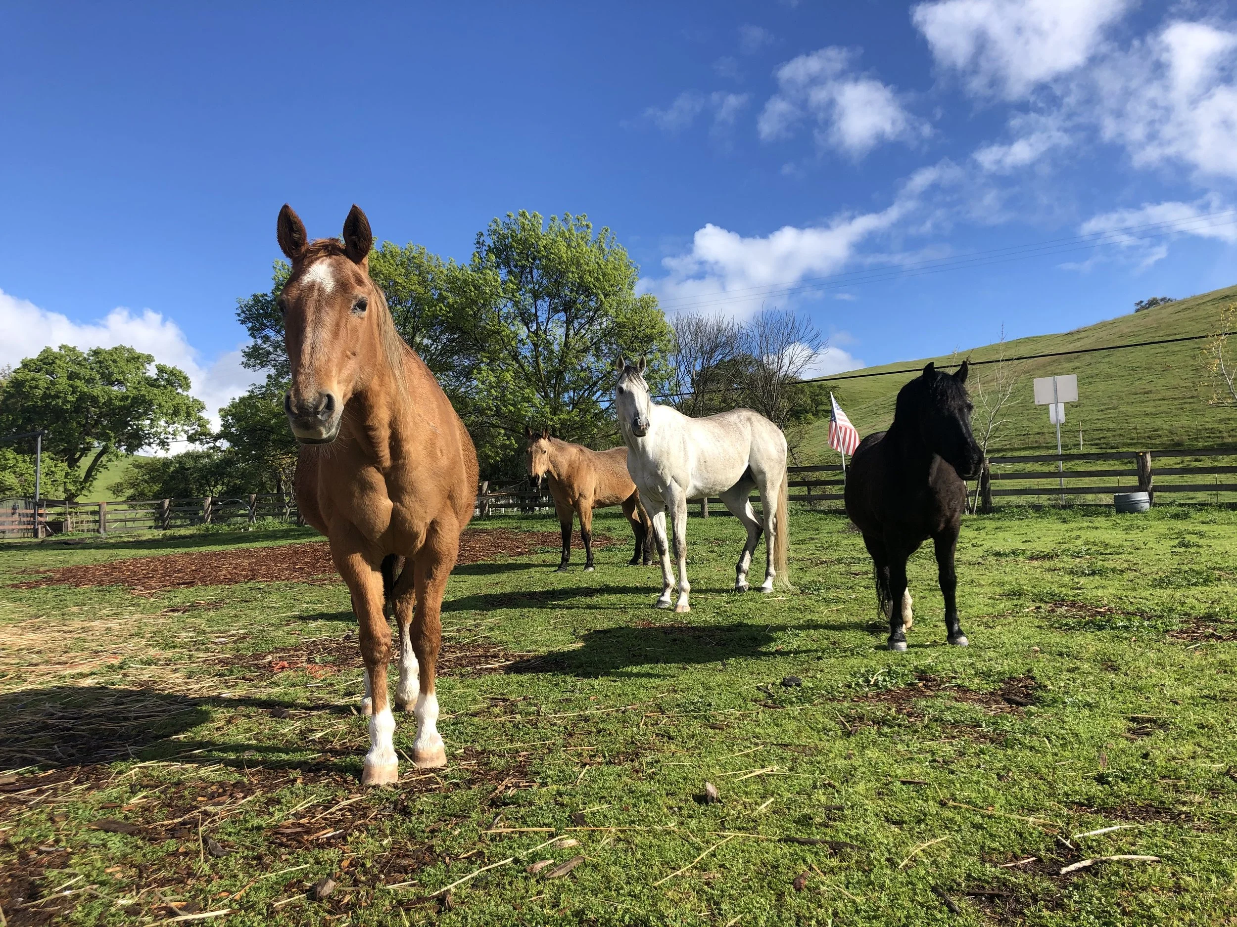 Four horses standing on green grass in a farm with trees, a fence, and a hill in the background, under a partly cloudy blue sky.