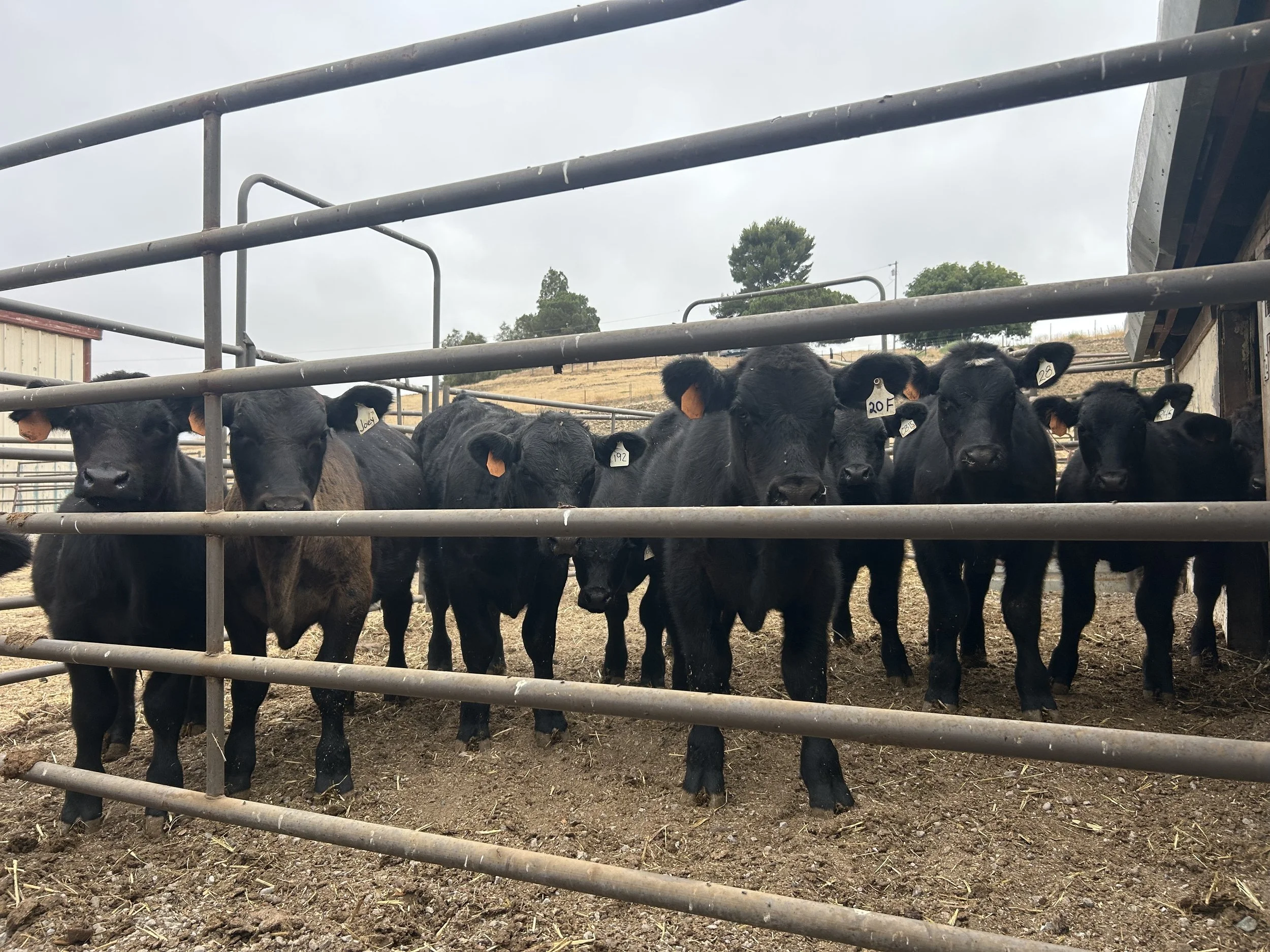 A group of young black calves standing behind metal bars on a farm with overcast skies.