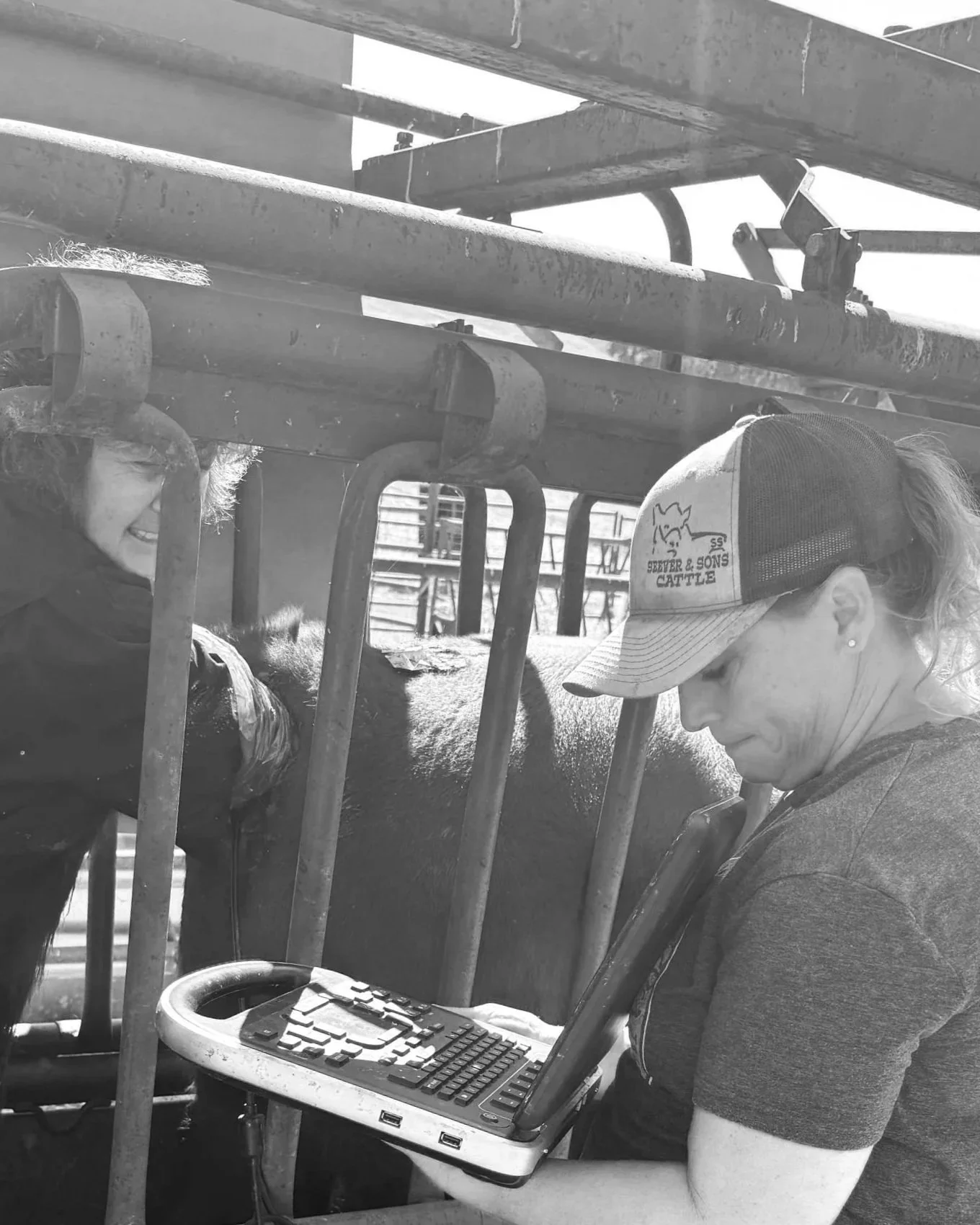Two women at a cattle farm, using a laptop, standing near metal cattle chutes, with a cow between them.