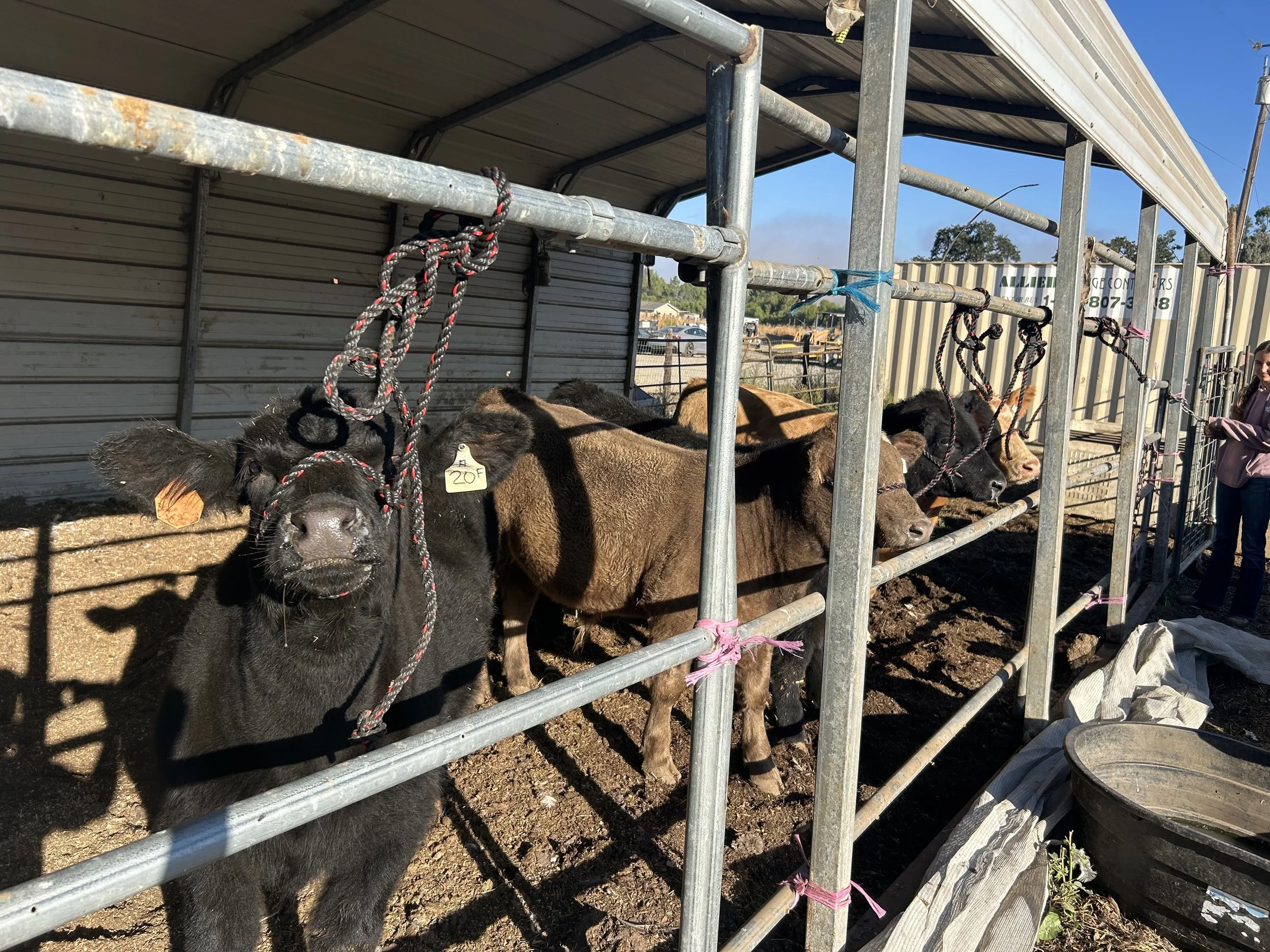 A black calf with a red and black rope halter looking at the camera, with other brown calves behind a metal pen on a farm.