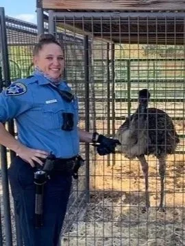 A female police officer in uniform standing inside a cage with a donkey.