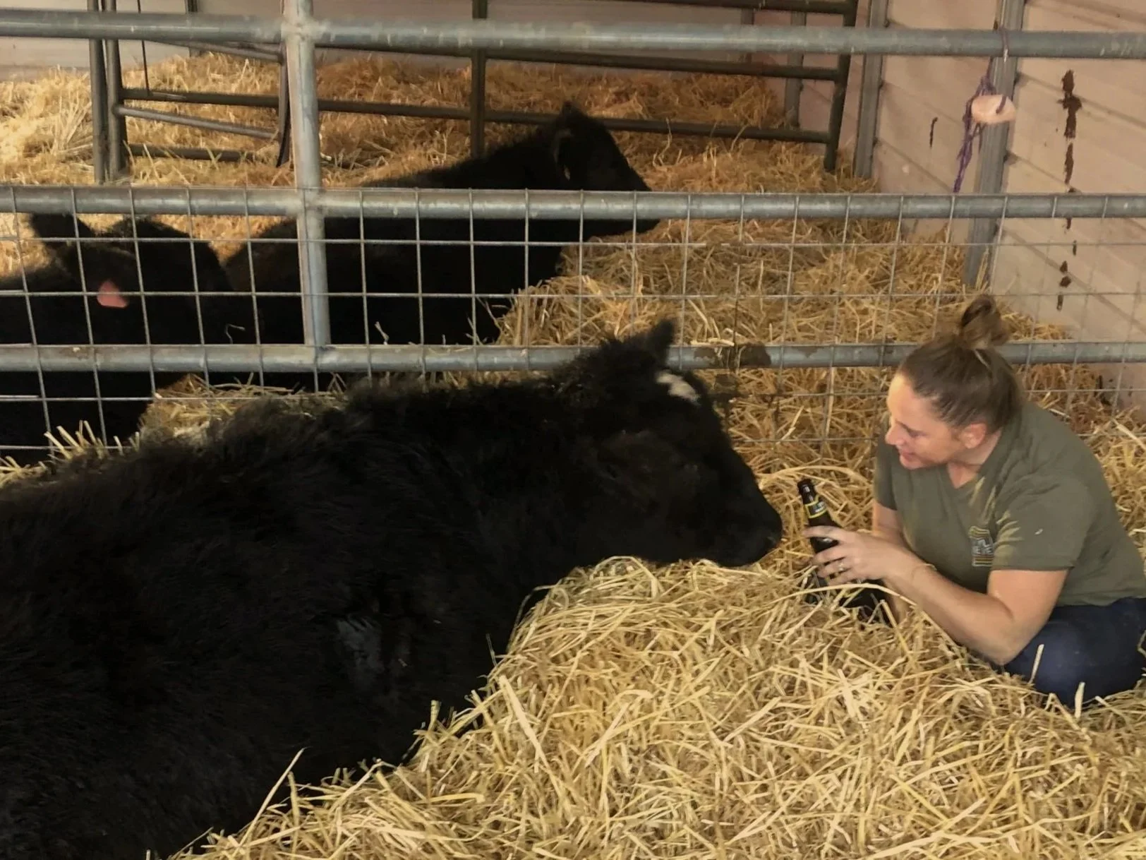 A woman kneeling on the ground, smiling, and holding a camera while interacting with a large black calf lying on a bed of straw inside a barn or animal enclosure. In the background, there are four other black calves inside their pens.
