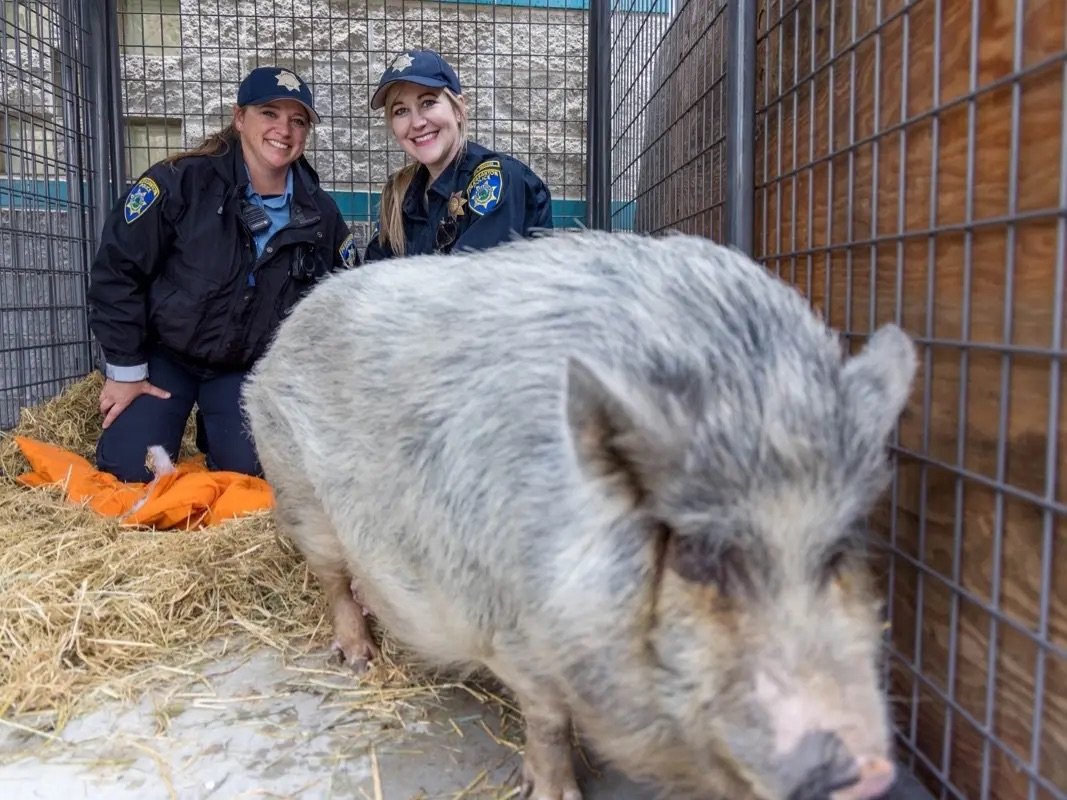 Two uniformed female officers kneel inside a pen with a large pig. The pigs is gray and white and is walking in front of them. The pen has metal fencing and a wooden wall, with hay on the floor.