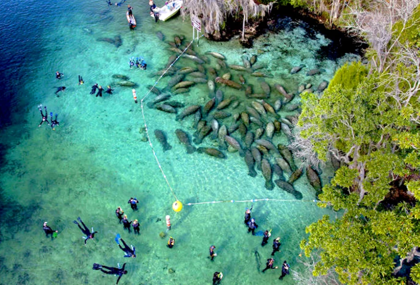 🐋 Manatee Viewing