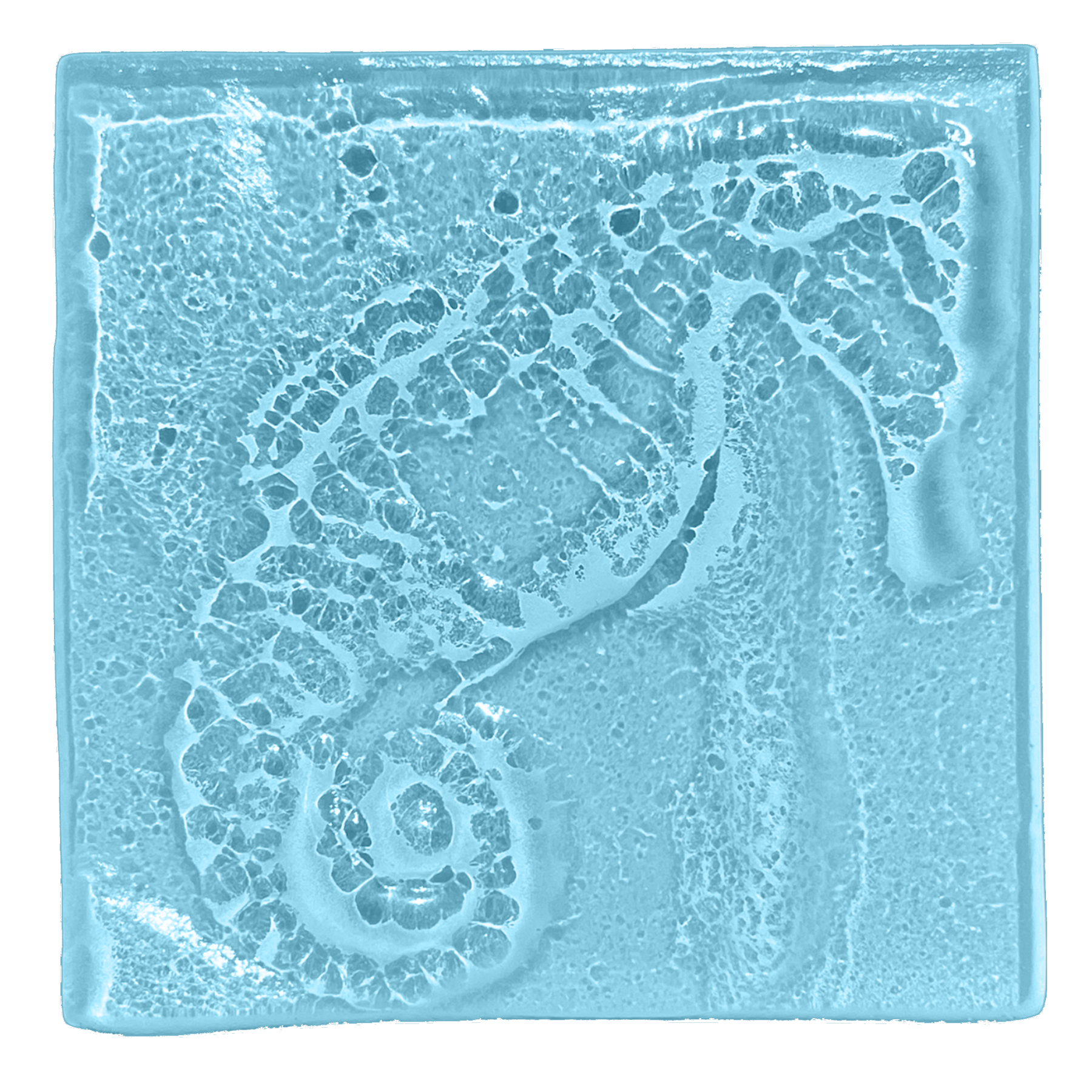 seahorse-oceanblue.png