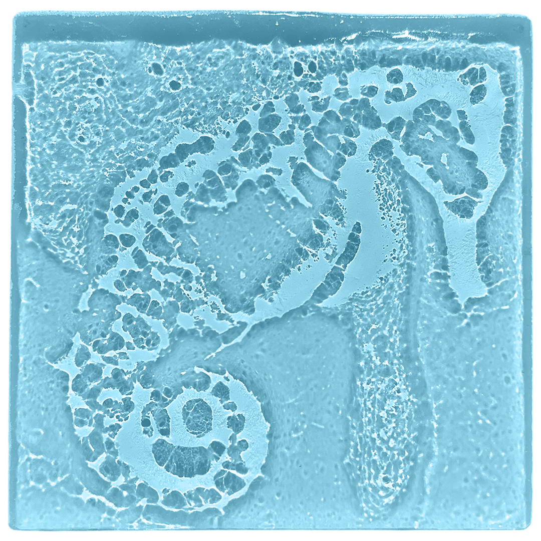 seahorse-blue.png