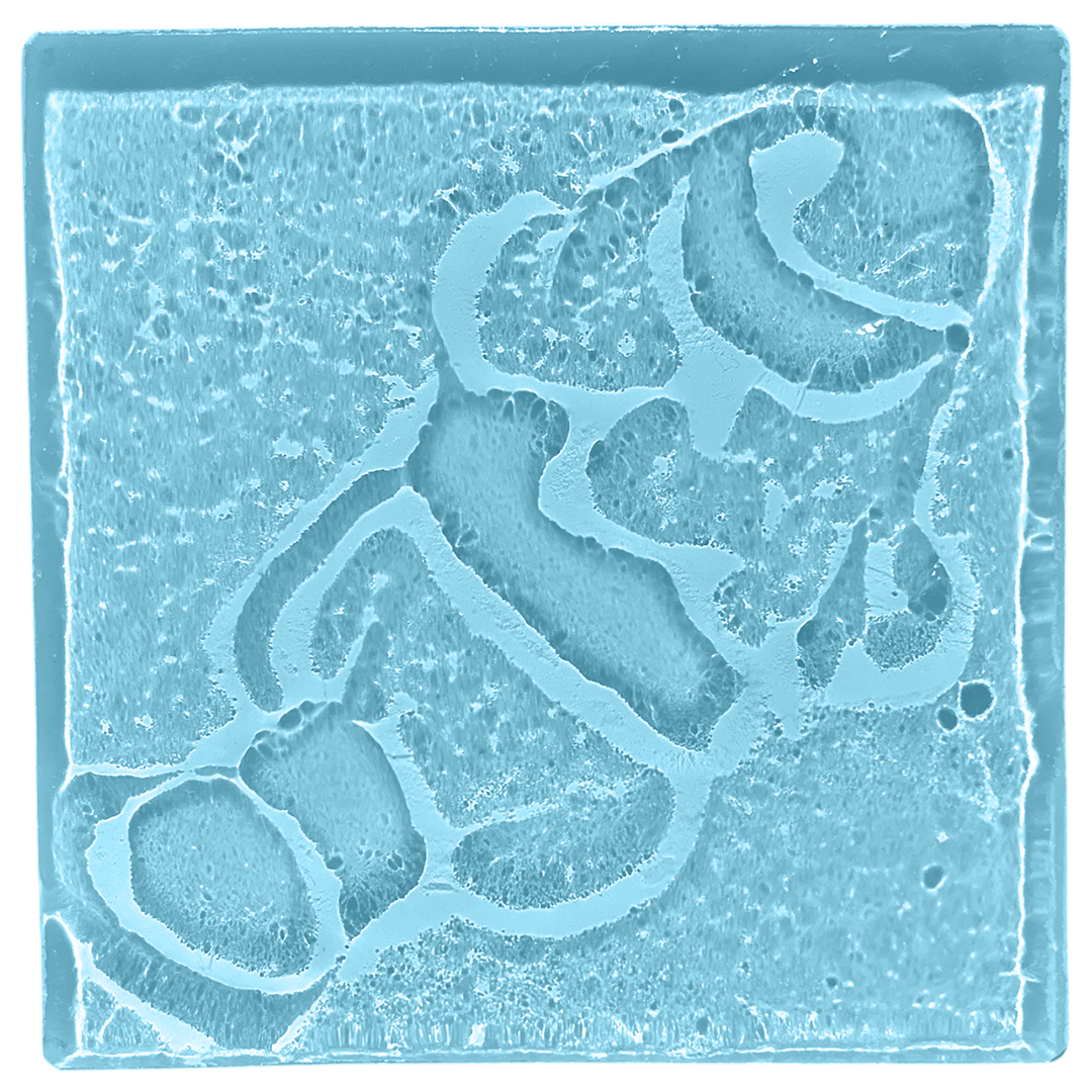 clown-fish-blue.png
