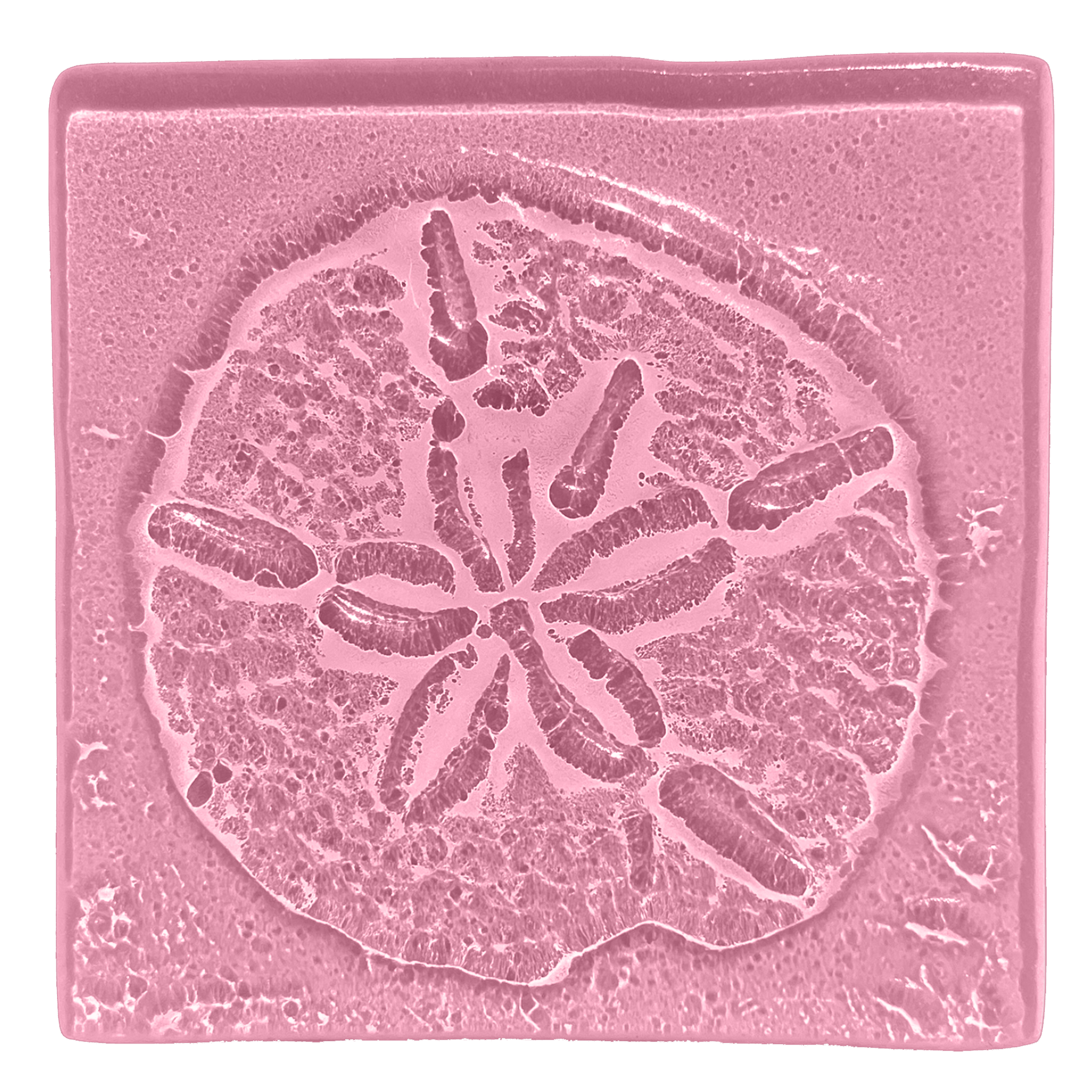 sanddollar-blush.png