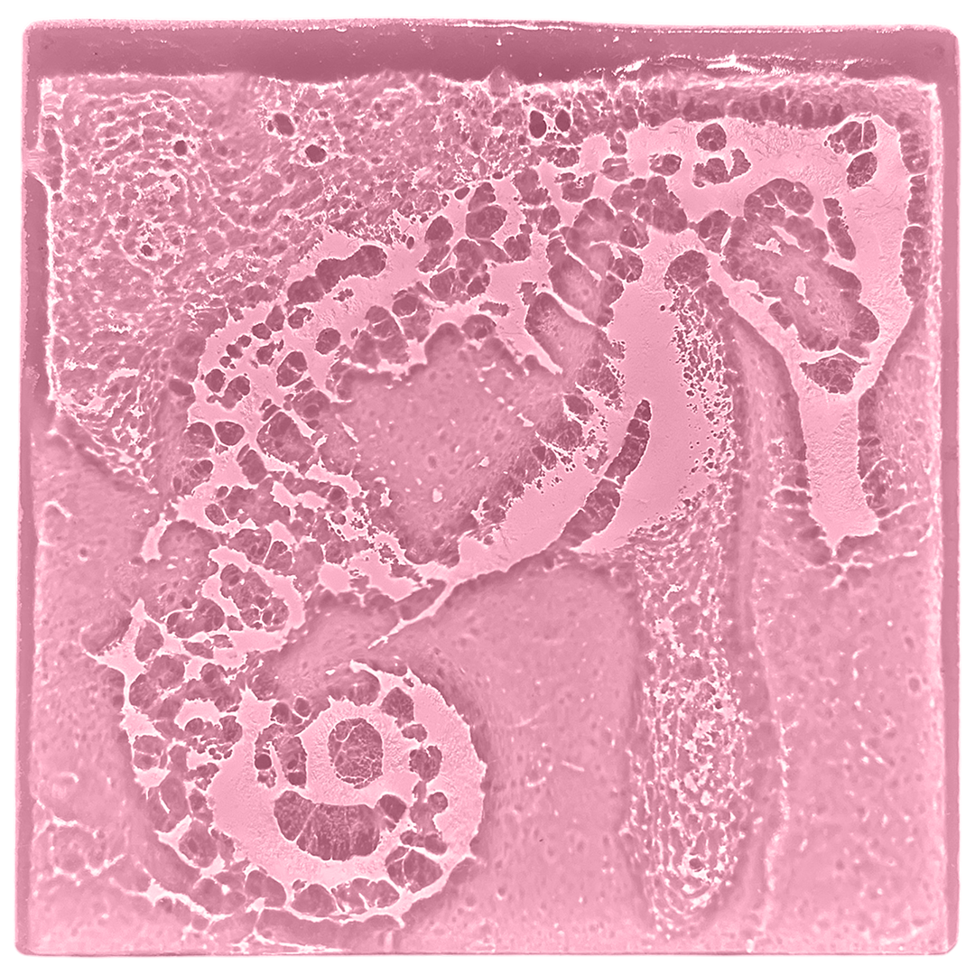 seahorse-blush.png