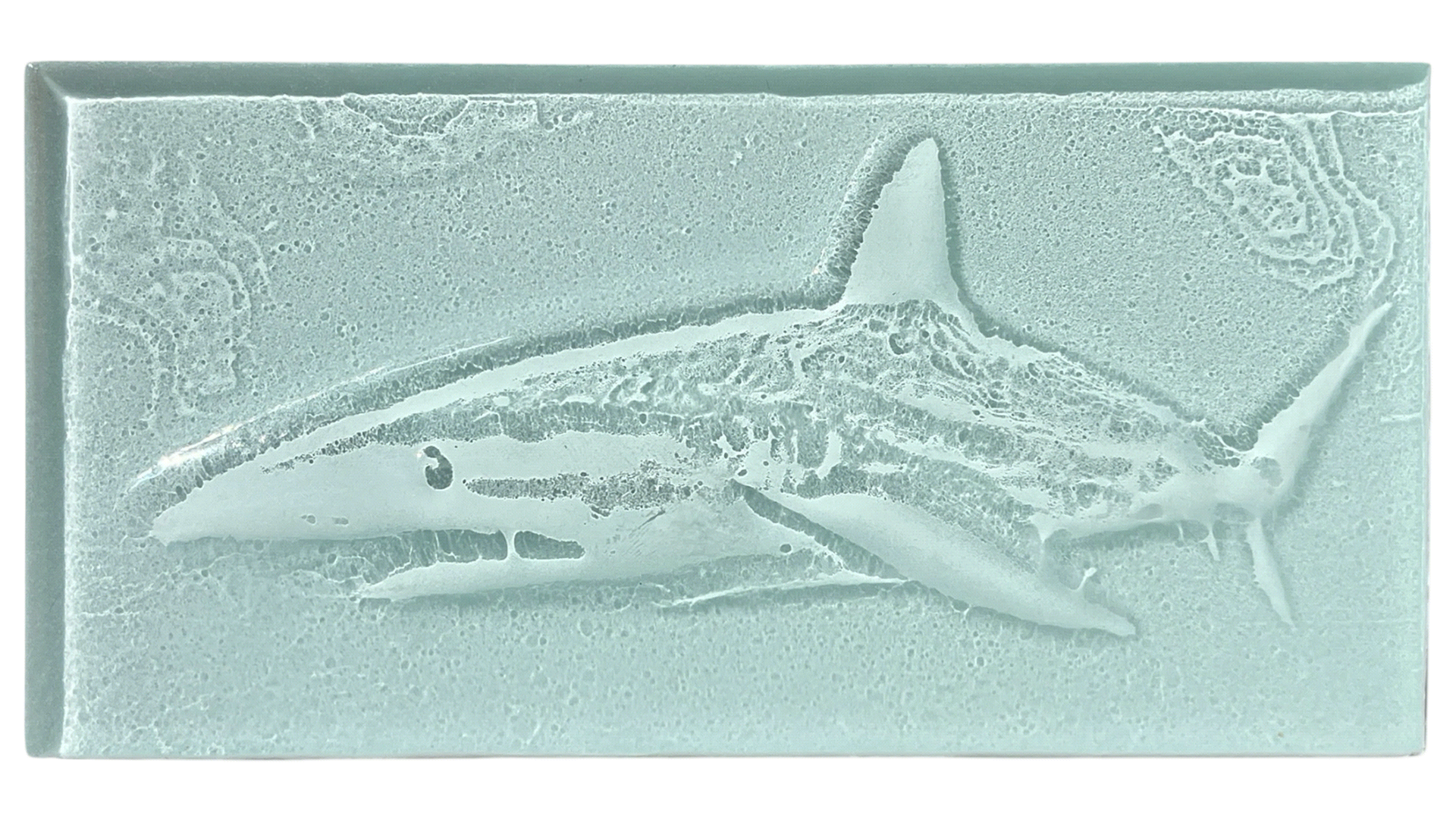shark.gif