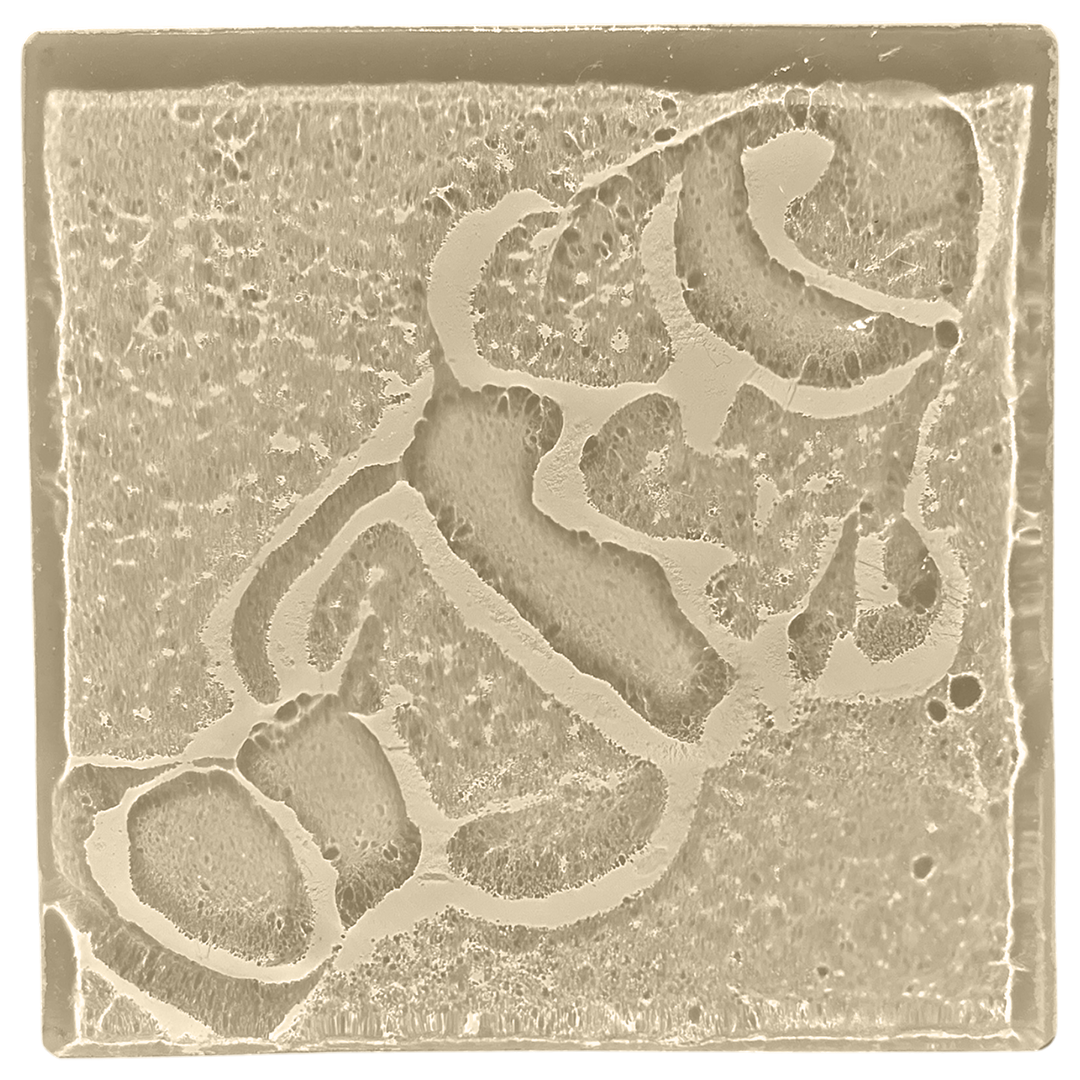 clown-fish-taupe.png