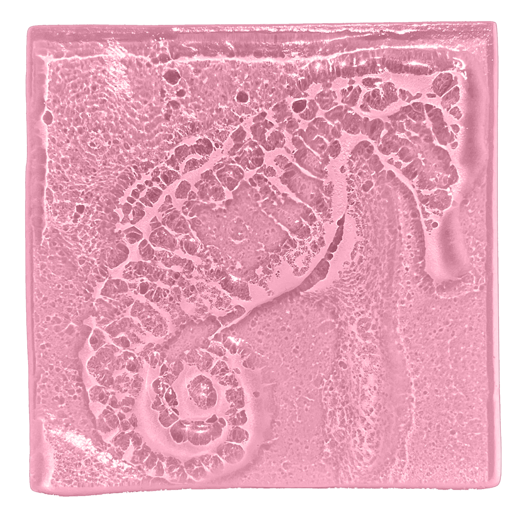 seahorse-blush.png