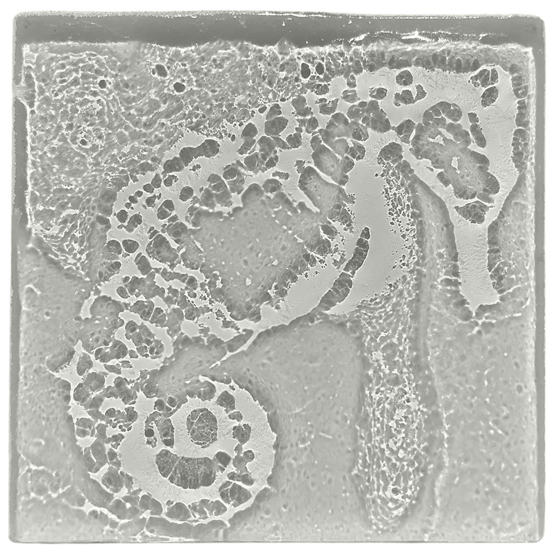seahorse-gray.png