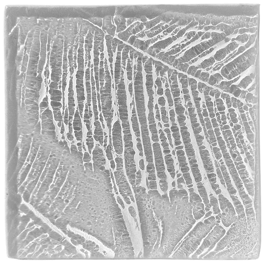 palmleaves2-gray.png