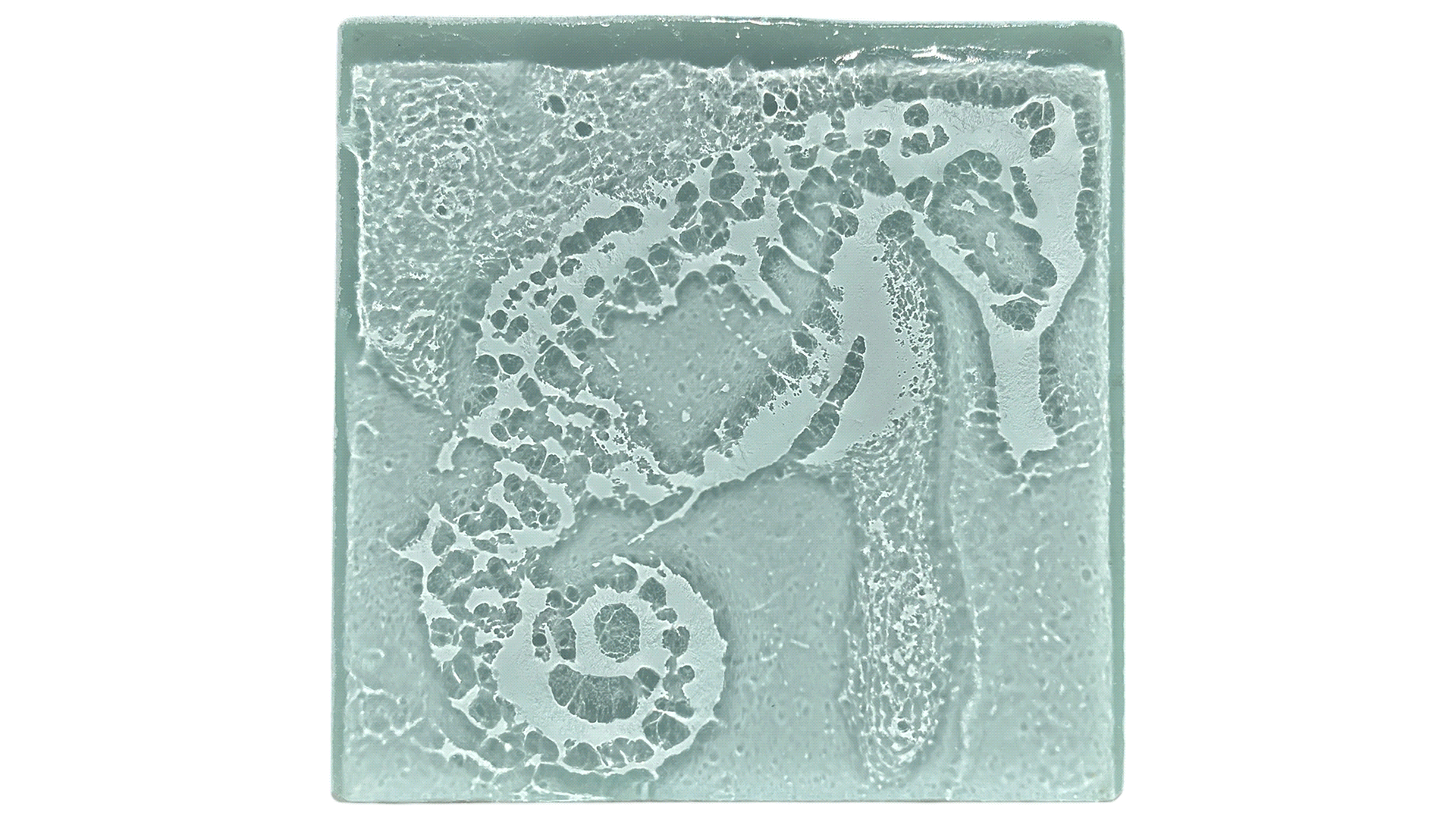 seahorse.gif
