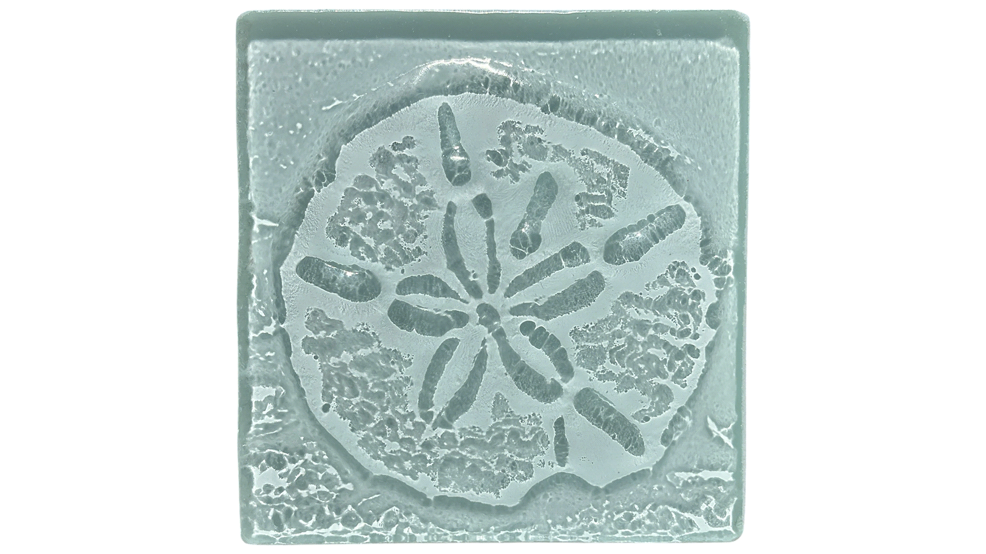 sand-dollar-1.gif