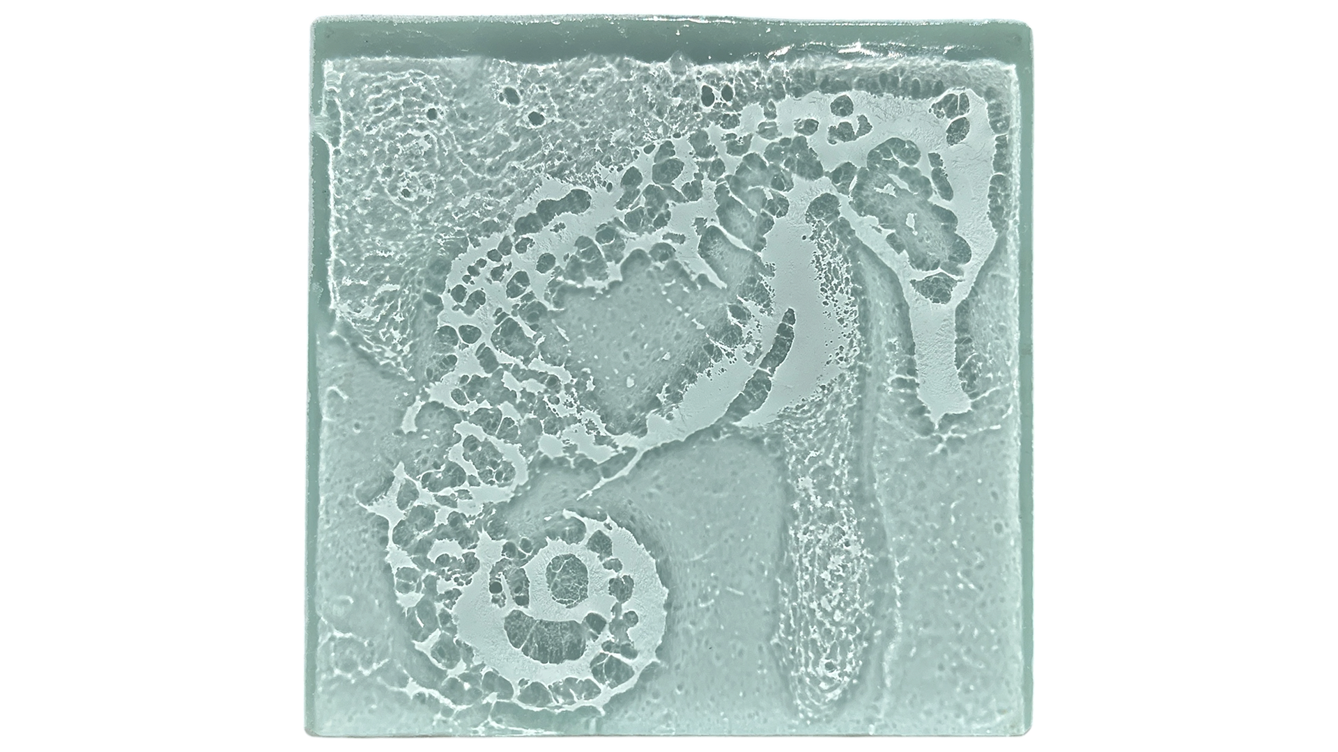 seahorse.PNG