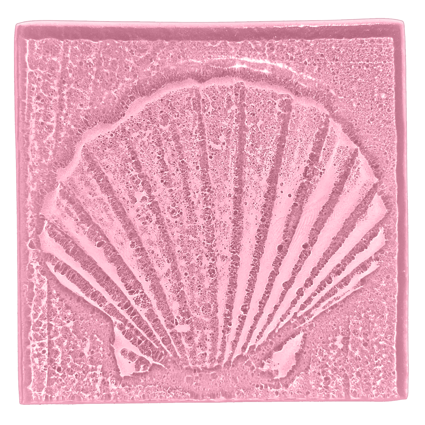 seashell-blush.png