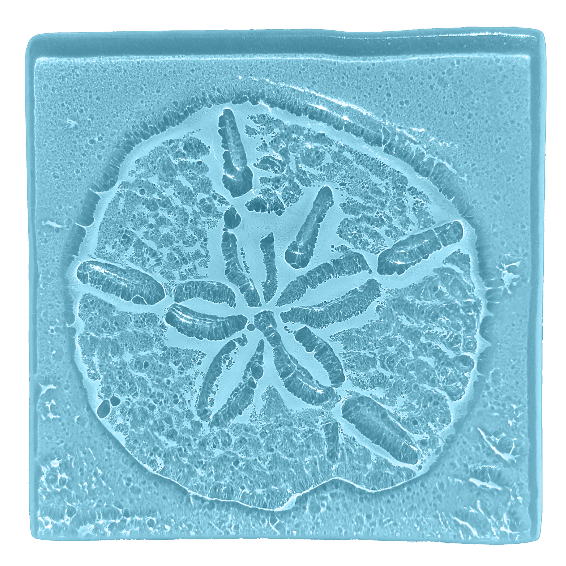 sanddollar-oceanblue.png