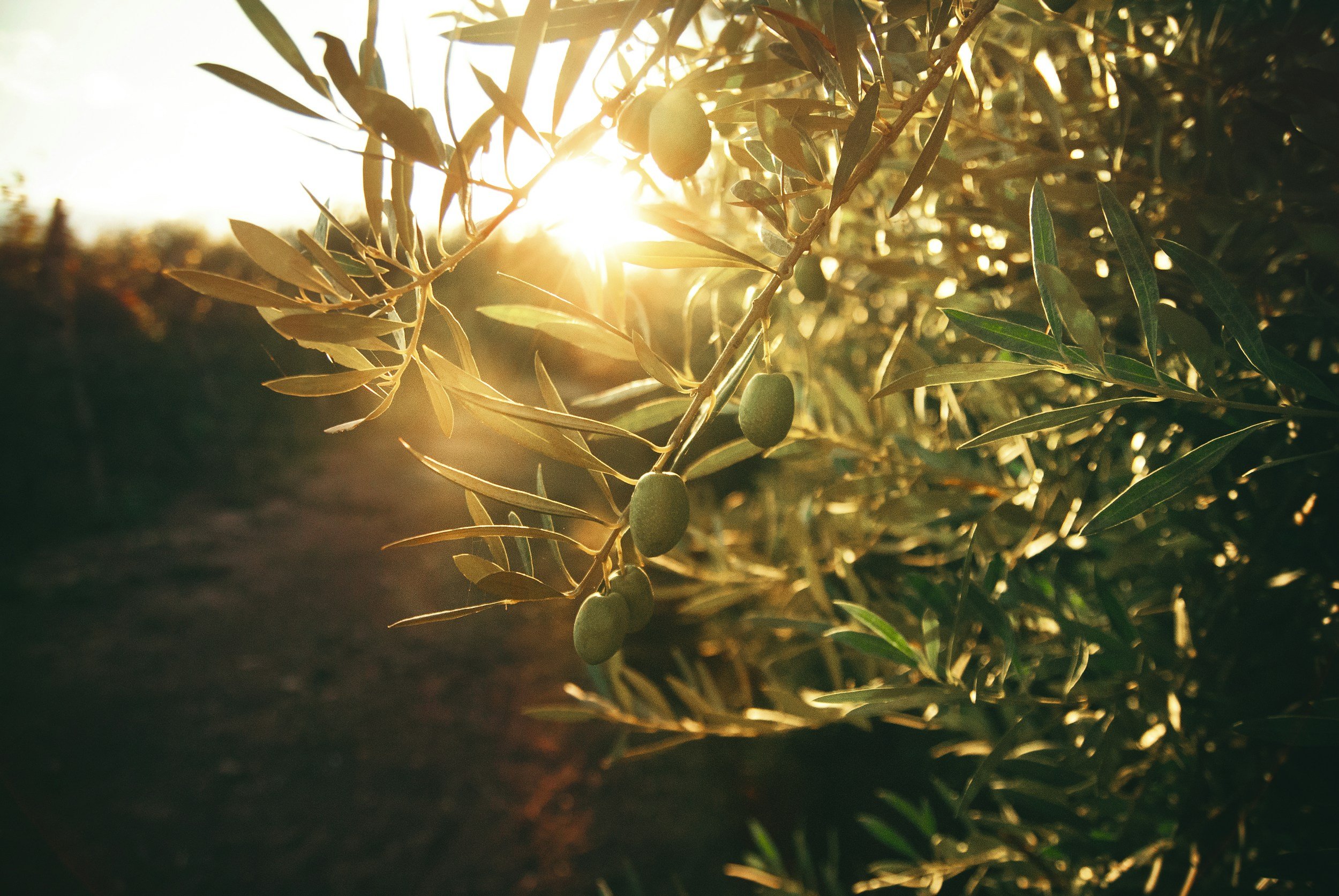 Olive tree branches with green olives at sunset, sunlight filtering through the leaves.