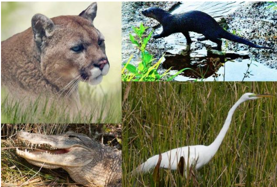 Florida Wildlife