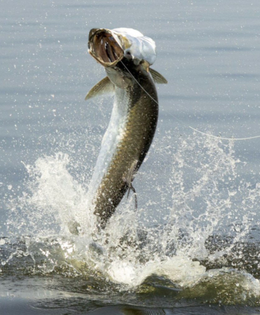 Fishing