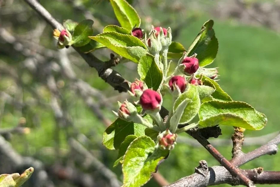 Springtime Gratitude