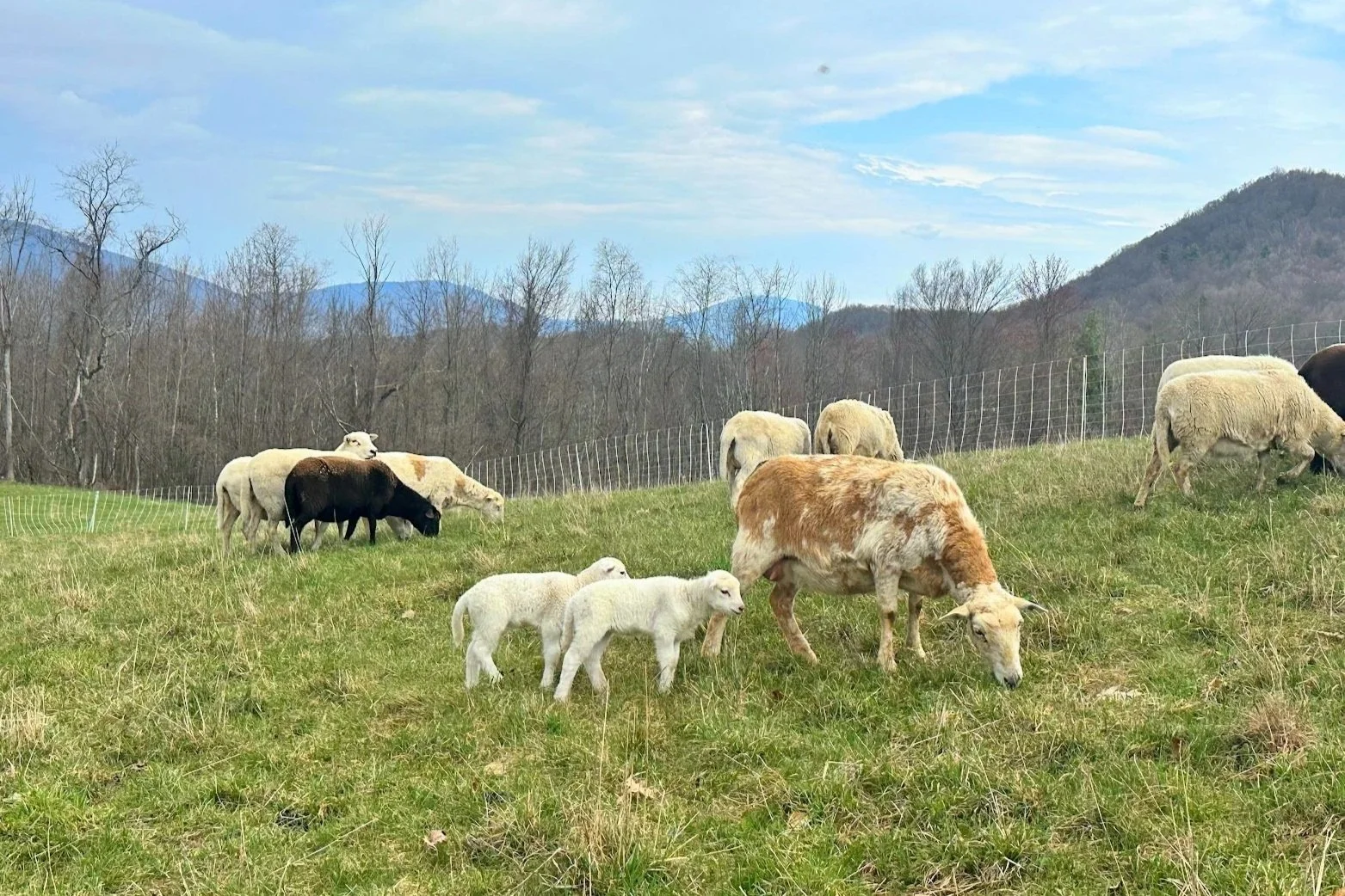 Soft Launch Lambing Season