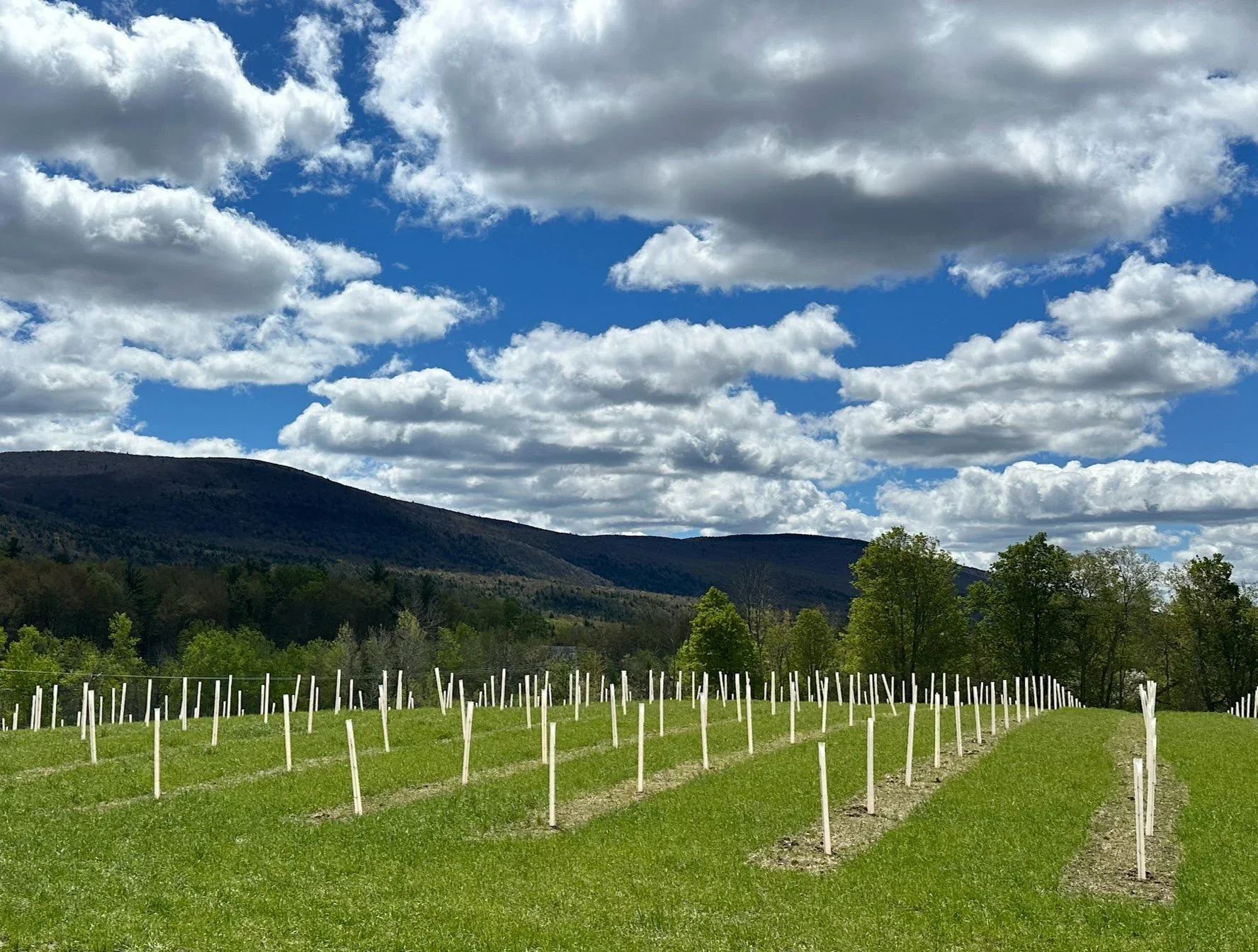 Agroforestry Spring Plantings