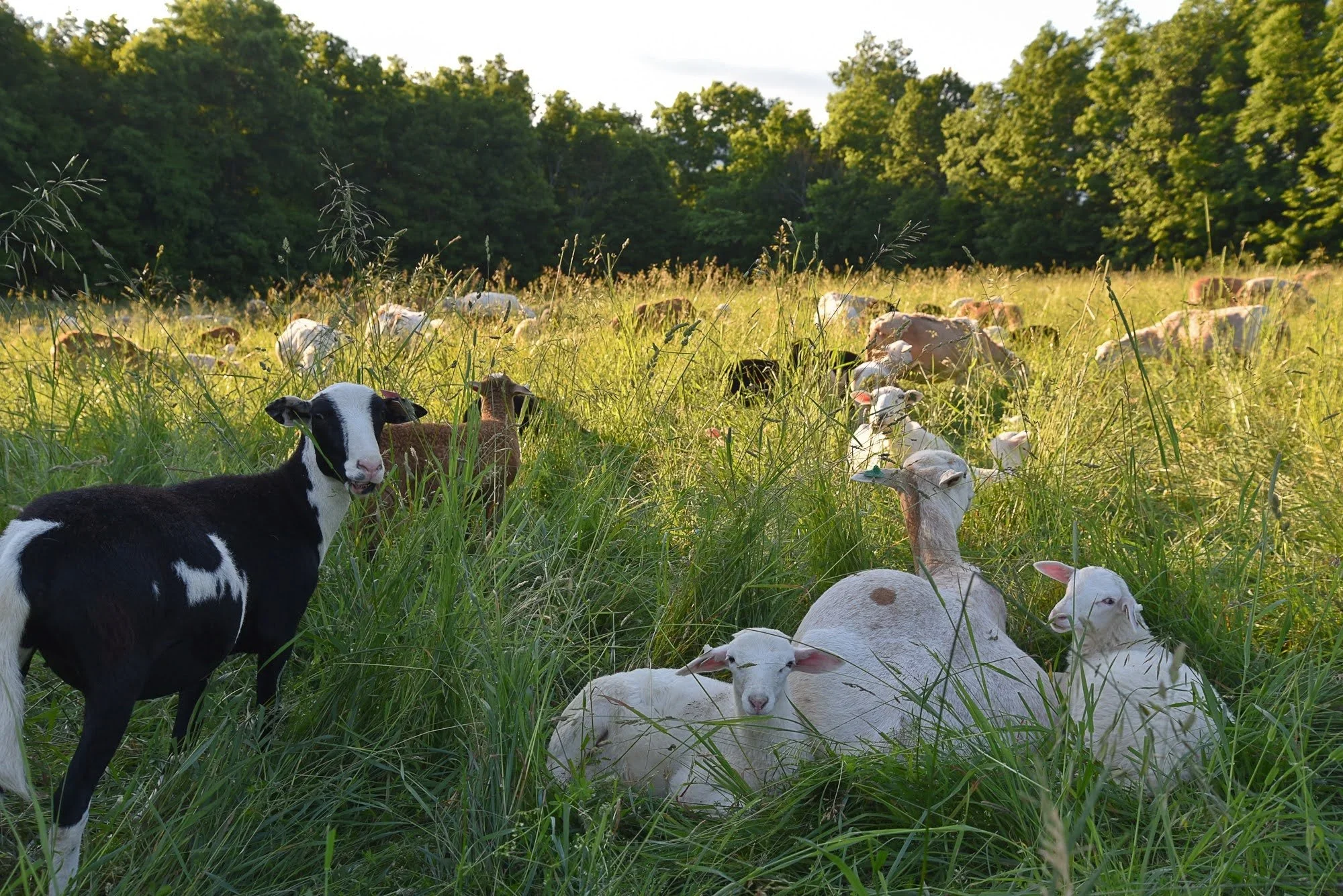 Texel-Katahdin Cross Breeding Trial