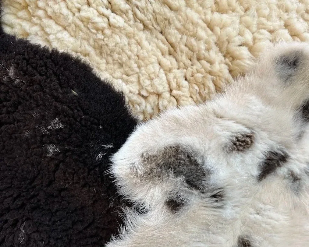 Our Naturally Tanned Sheepskins are Back!