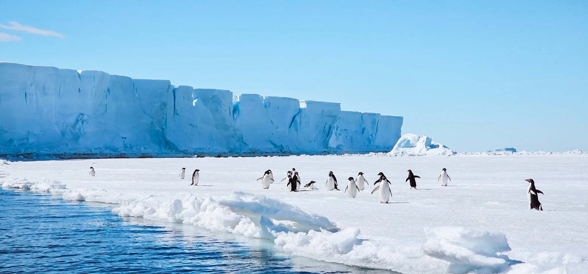 A group of adelie penguins standing on an icy shore surrounded by giant iceberg and icy blue waters.