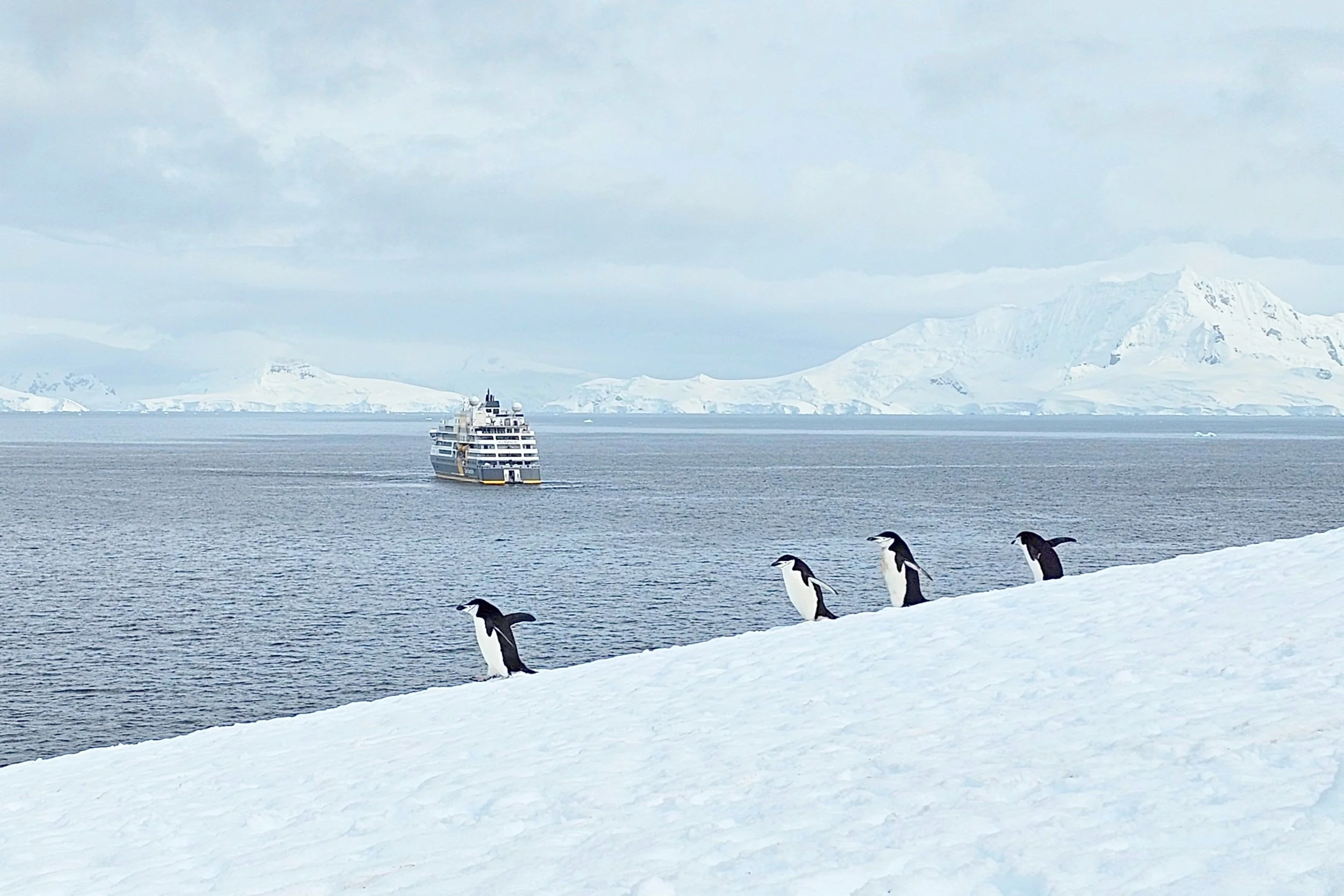 Four penguins on snow-covered ground near cold water, with a cruise ship and snow-covered mountains in the background.