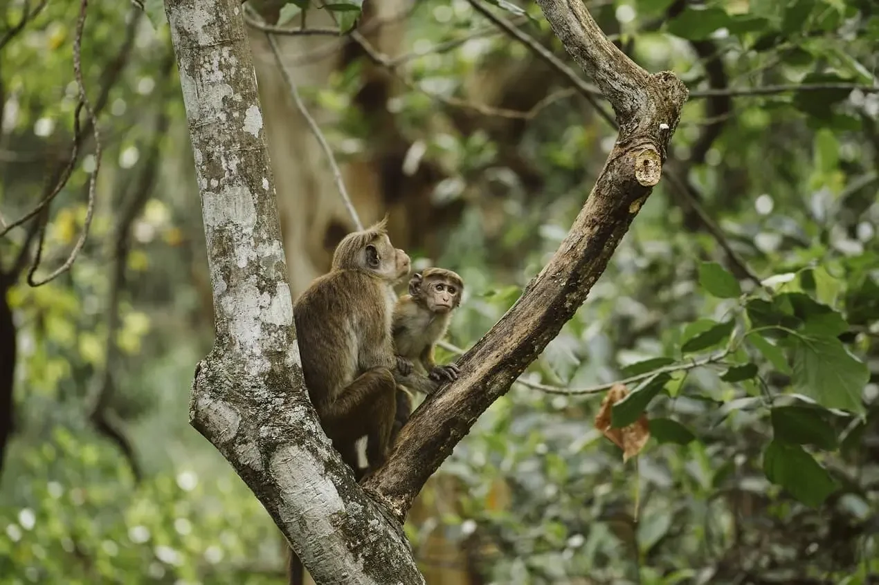 sri lanka