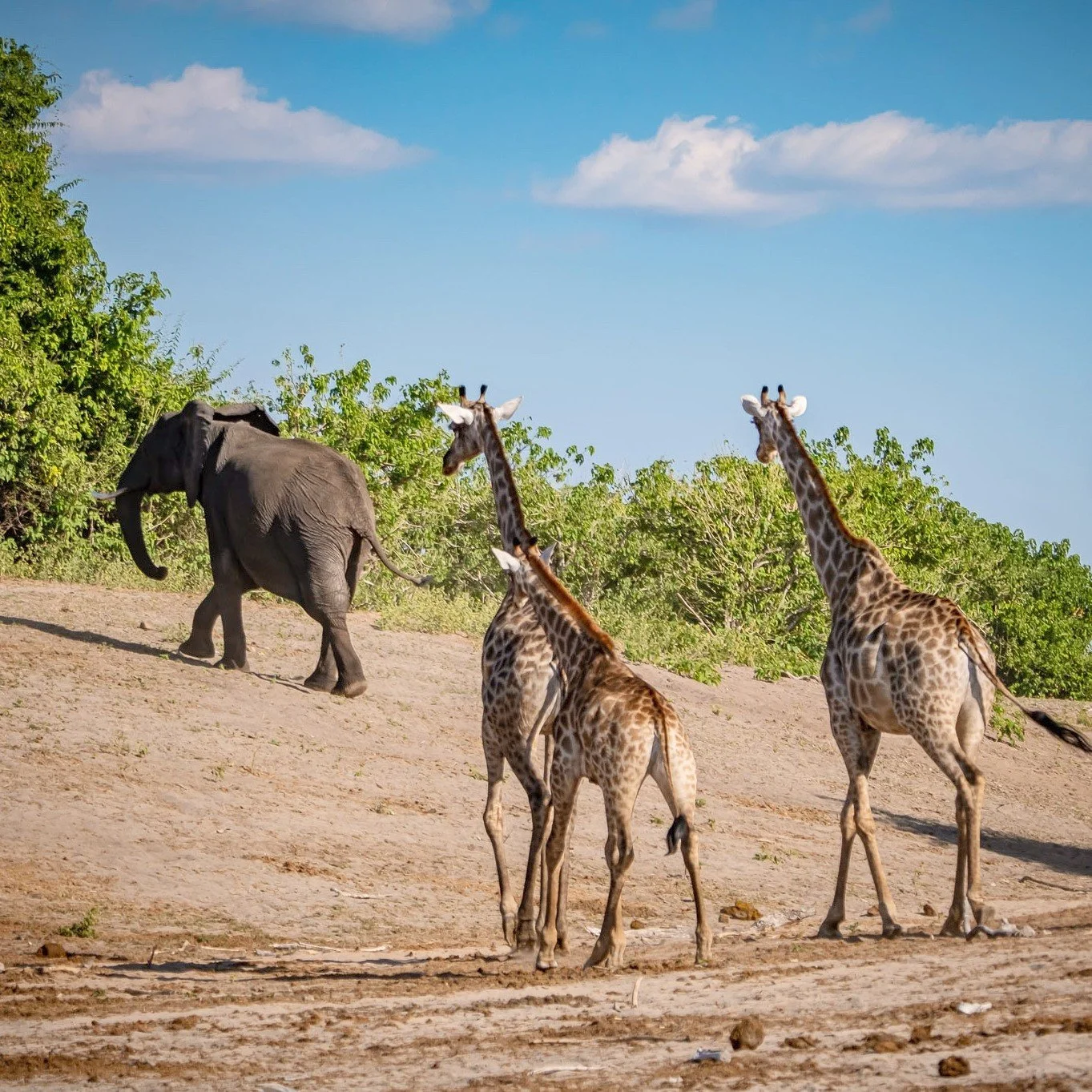Two giraffes walking up a dirt hill behind a large elephant