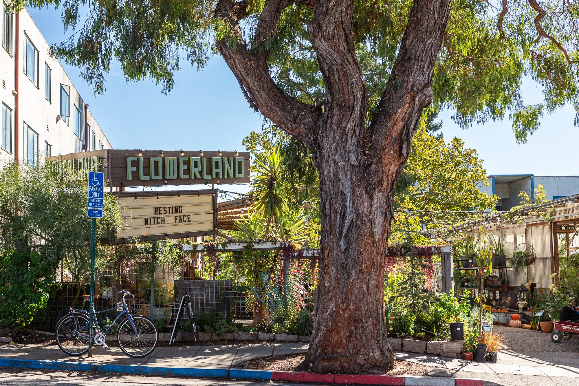 A large tree in front of Flowerland, a plant shop. The shop's sign is visible with the words 'Flowerland' and a marquee sign below that reads 'Resting Witch Face.' A handicapped parking sign is nearby, and a bicycle is parked next to the sign. The sh