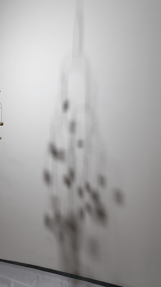 Strawflower Shadow 2.gif