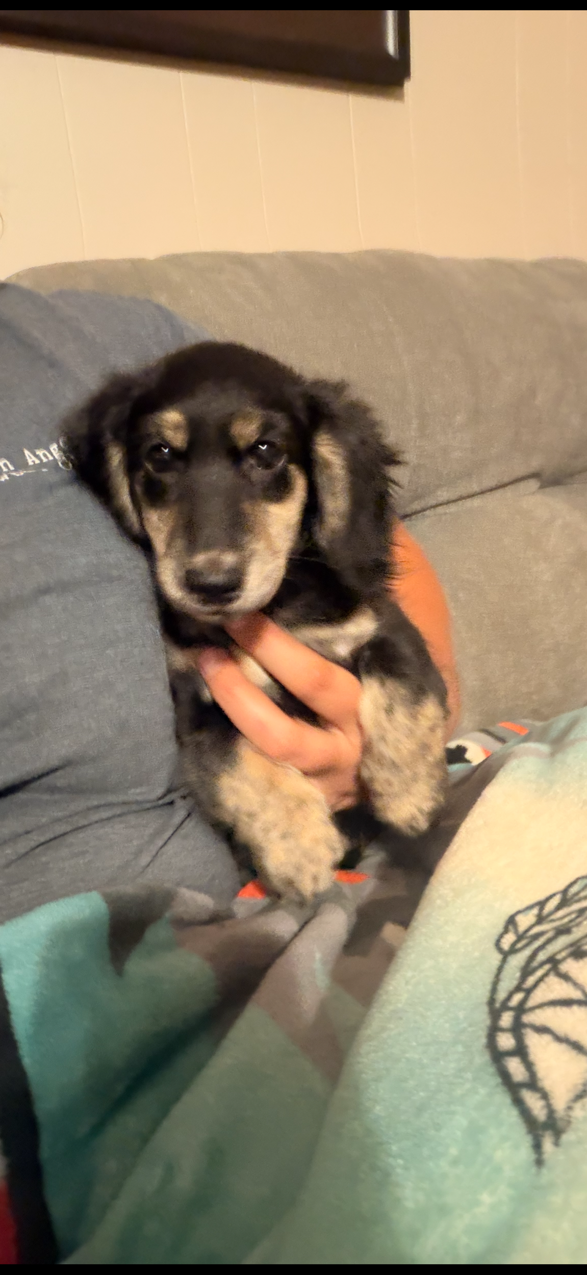 AKC Long Coat Black & Cream Brindle Pointed Male Mini Dachshund
