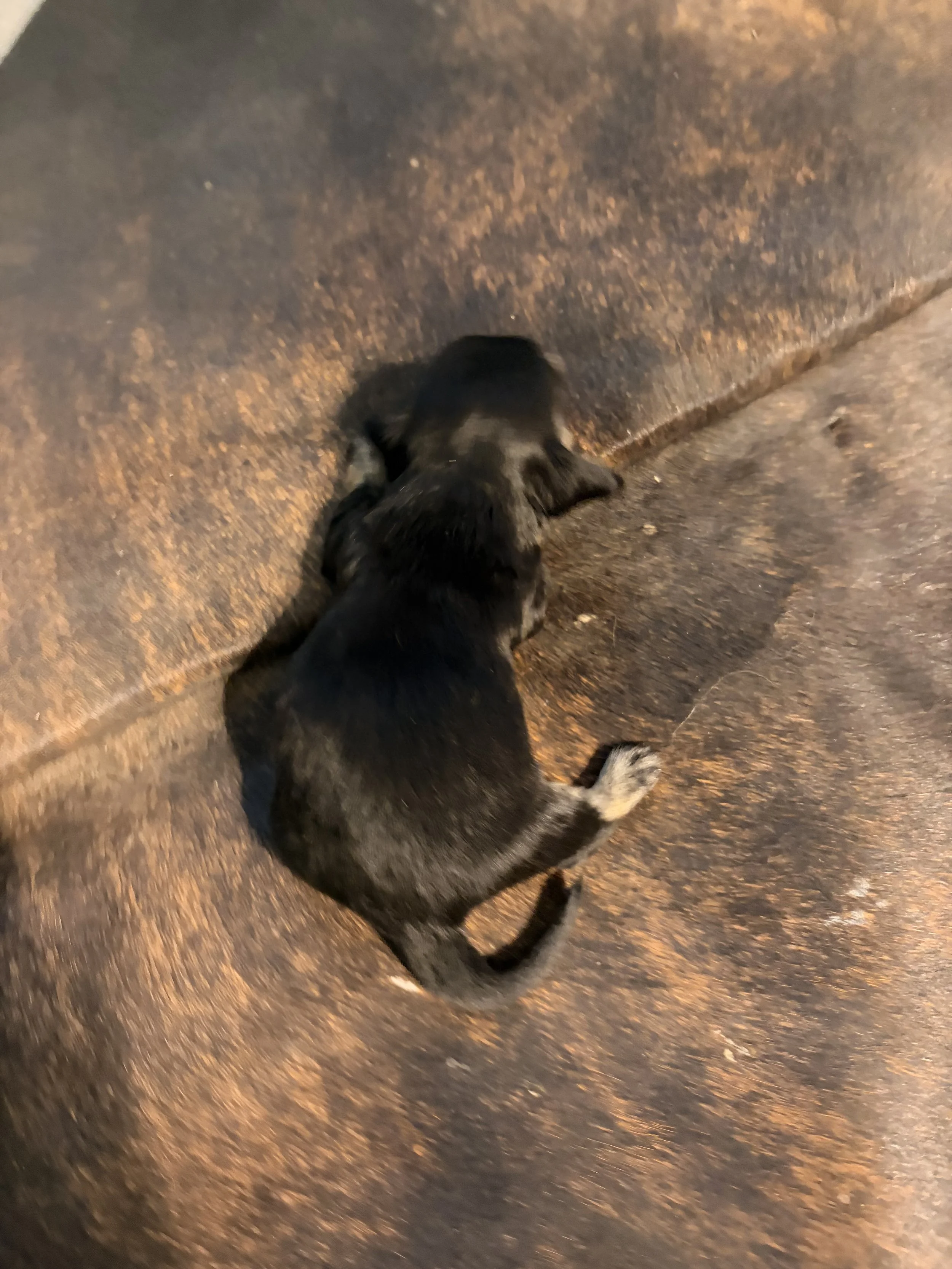 IMG_7094.jpeg