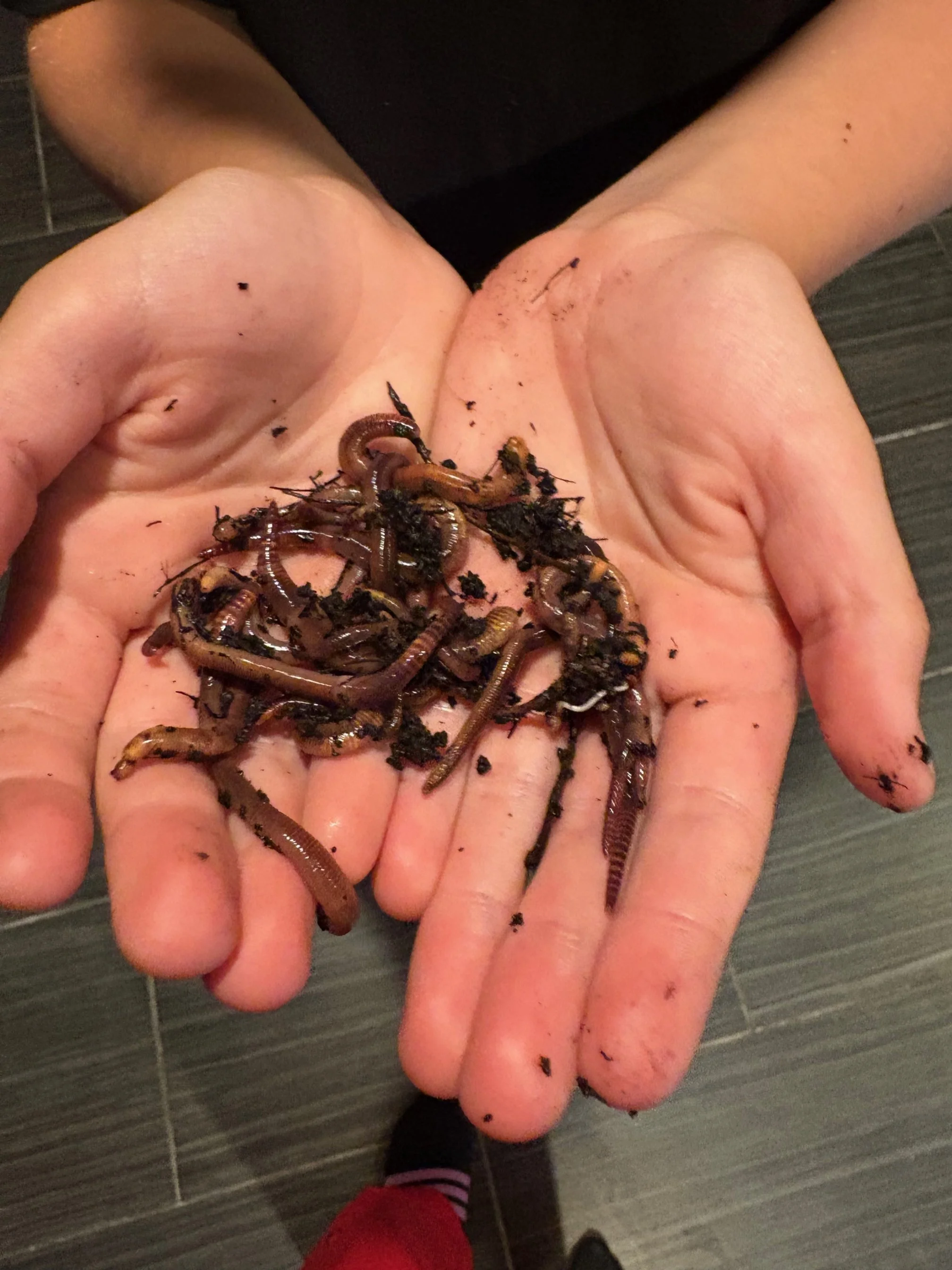 25 European Nightcrawlers