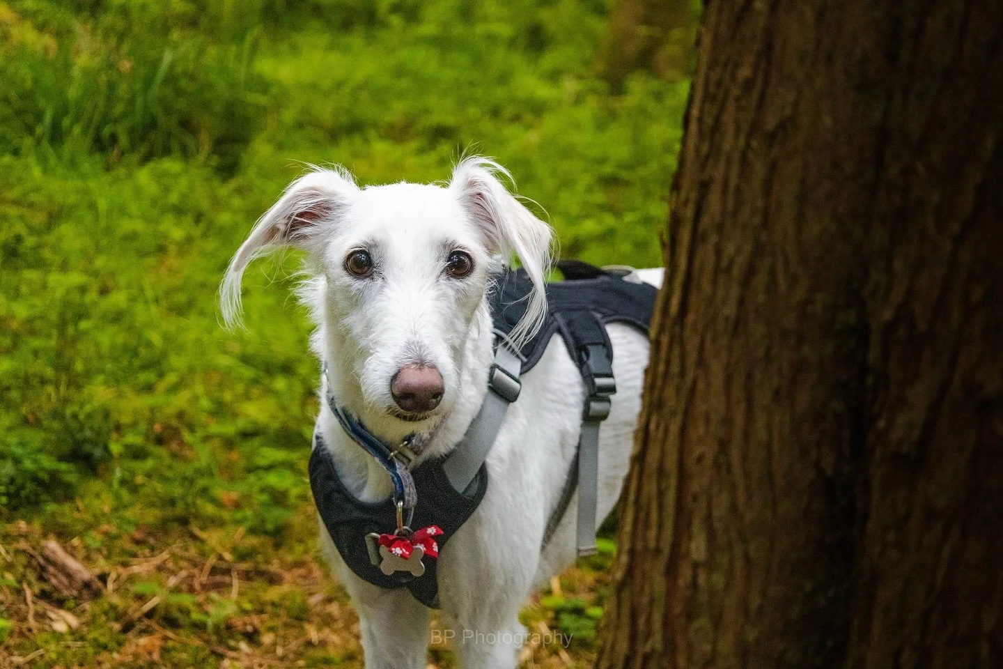 Just out here doing important woodland things&hellip; like sniffing sticks and being ridiculously photogenic. 🌲

Capturing the very beautiful Molly 🙌❤️
&bull;
&bull;
&bull;
#photography #photos #dogportrait #woodland #lurcher #lurchersofinstagram #